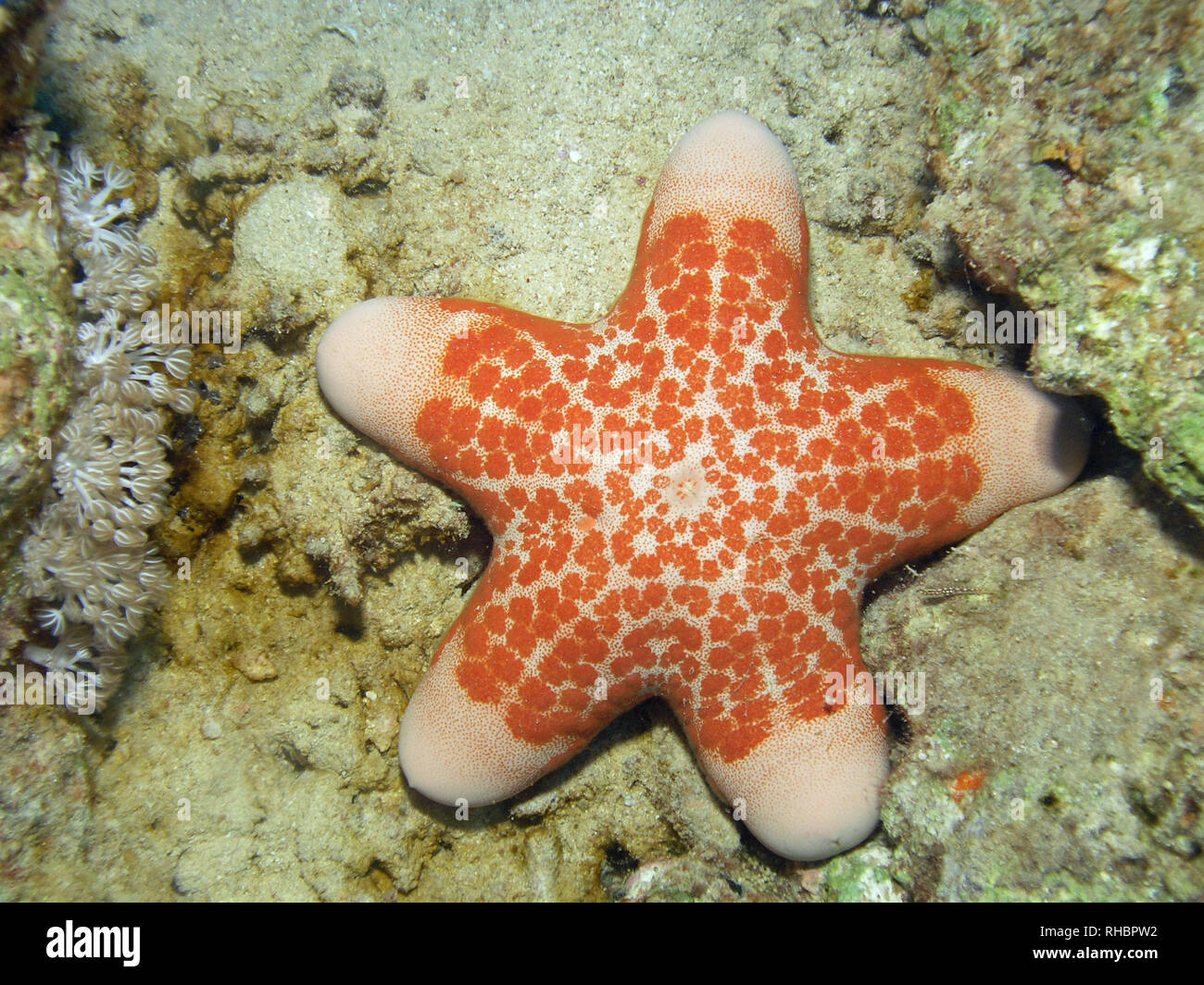 Granulated Sea Star (Choriaster granulatus) Stock Photo