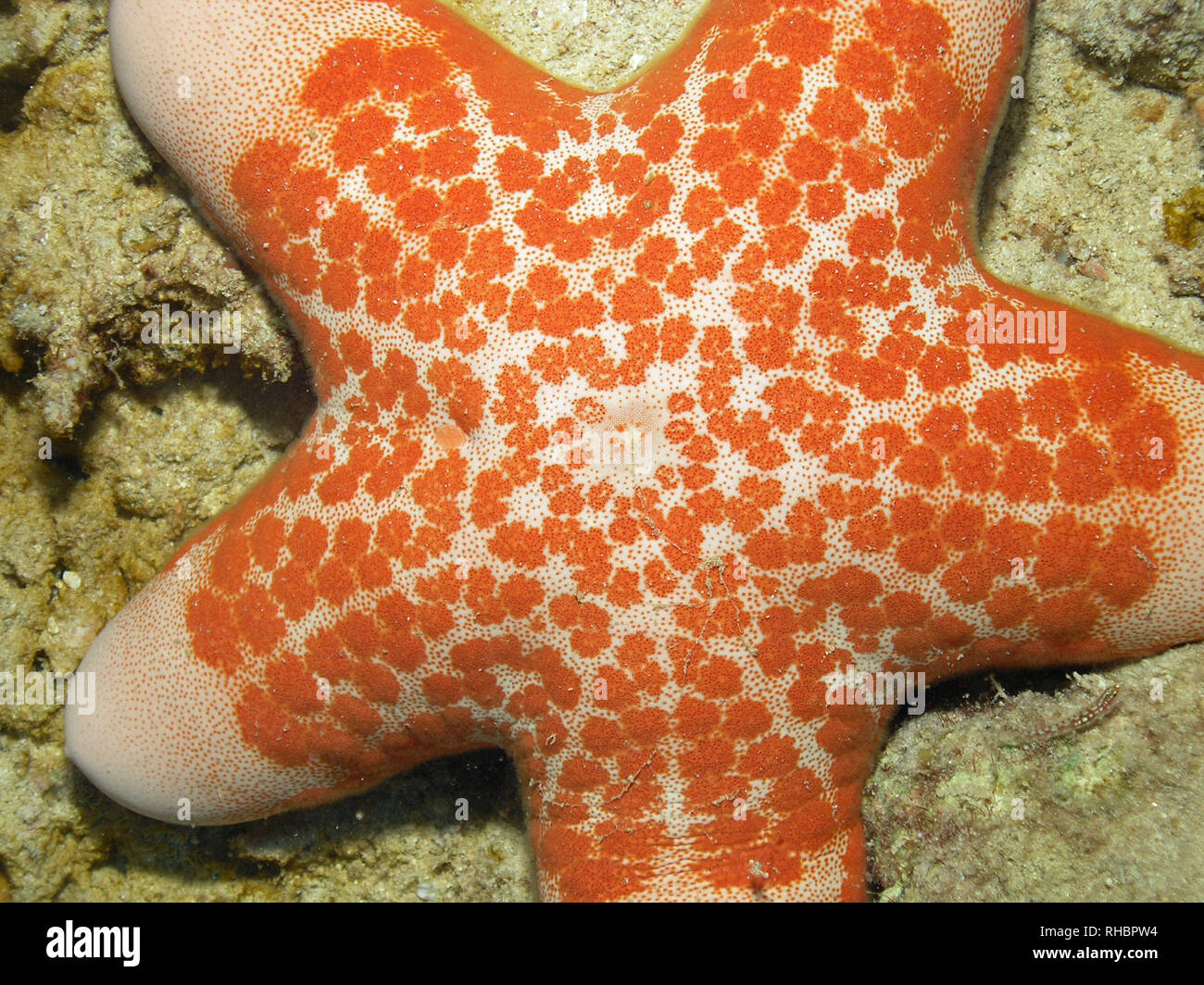 Granulated Sea Star (Choriaster granulatus) Stock Photo