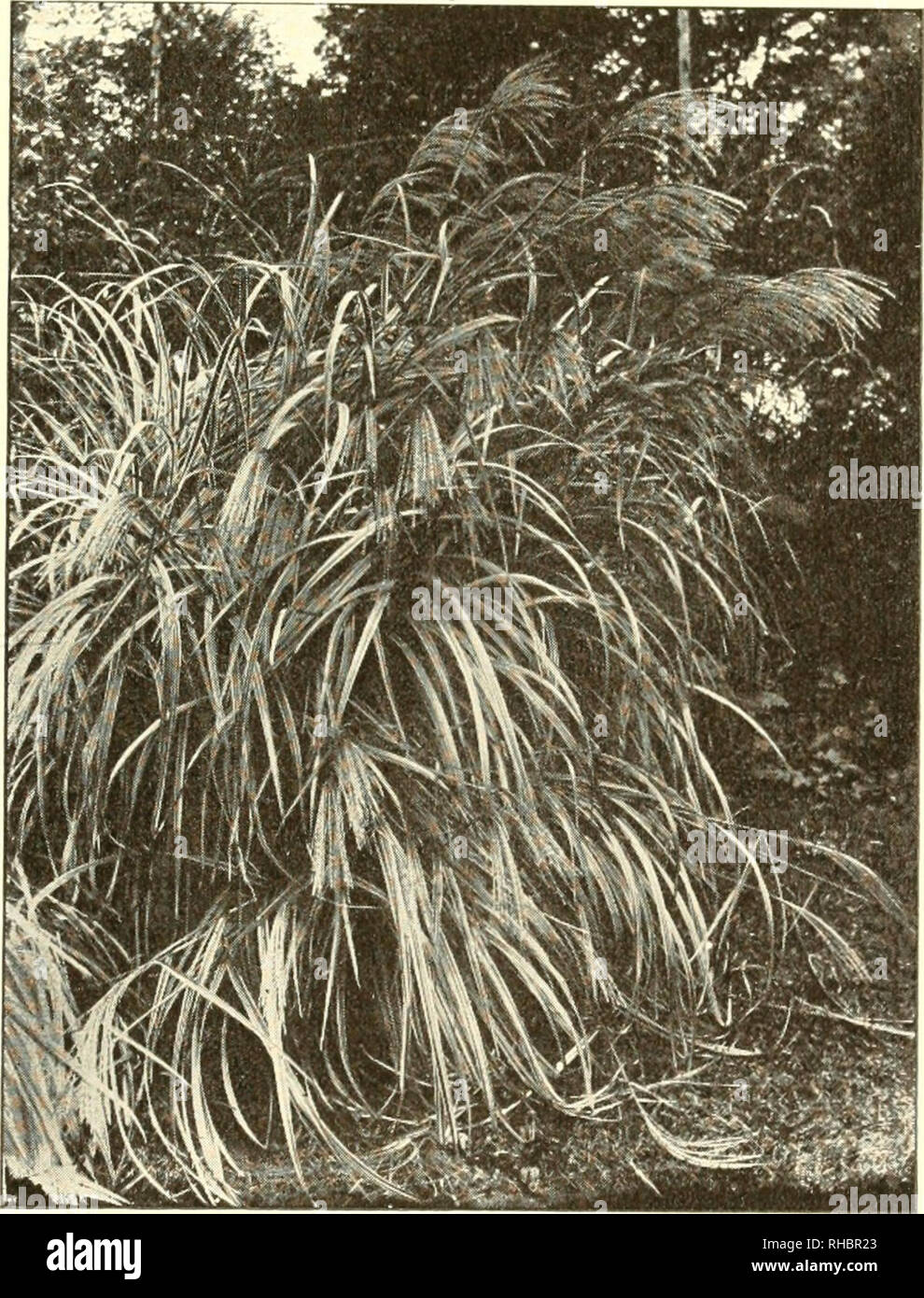 . The book of water gardening;. Aquatic plants. [from old catalog]. THE BOOK Oh WATER GART&gt;ENING feet high; it has dark brown flower panicles. The plants arc propa.i,^ated by di- vision of the roots in Spring or Fall. Phalaris arundinacea variegata (Gardeners' Garters) is a fine low-growing, variegated hardy perennial grass, from two to three feet in height; the leaves are striped white. Uniola latifolia is a native perennial grass, growing to a height of from three to four feet; it has large, loose drooping flower panicles.. EULALIA JAPONICA VARIEGATA A beautiful grass with -white stripes  Stock Photo