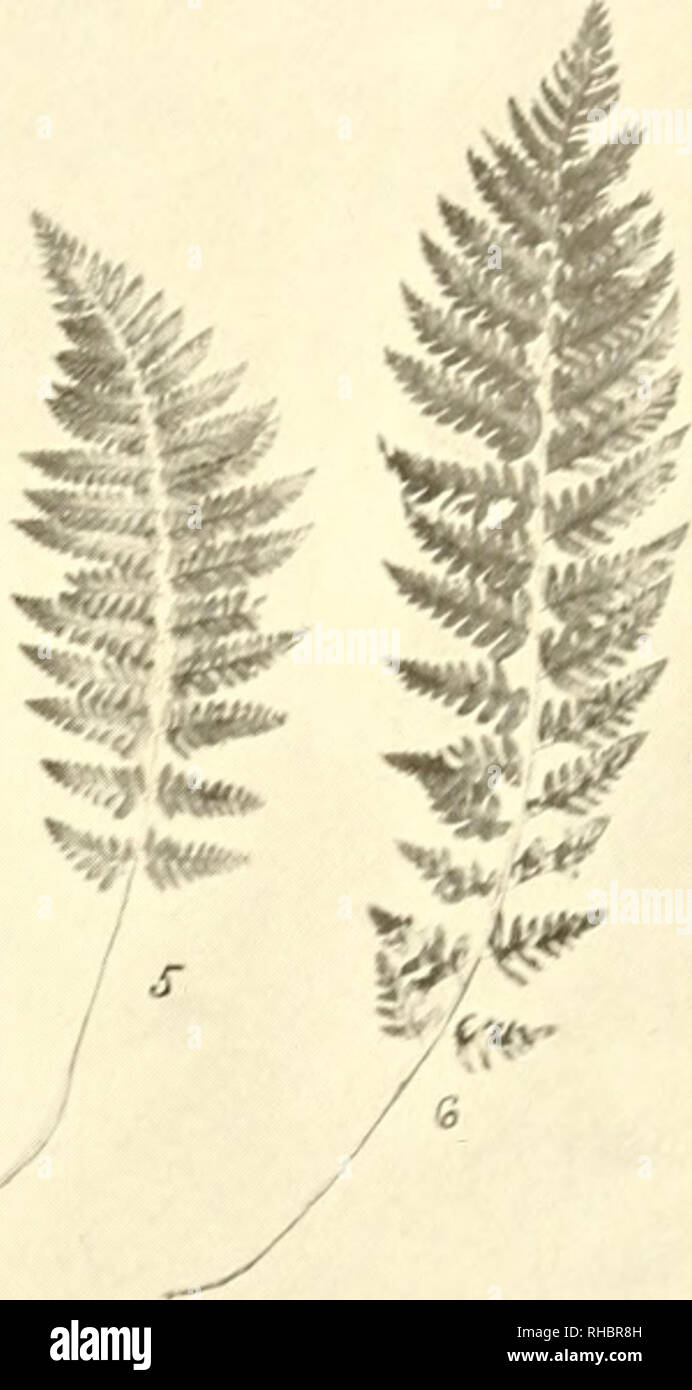 . The book of water gardening;. Aquatic plants. [from old catalog]. li'^., &gt;^. No. 1—Adiantum pedatum 'Maidenhair Fern). No. 2—Pteri« aqui'lina 'Brack«n'. No. .3—PheiopUrit he^ajonoptera 'Broad Beech FernJ. No. 4—Polystichum acroetichoides 'Christmas Fern). No. 5—Nephrodium marginale—Aspidium marijinale (Marginal Shield Fern;. No. 6—Nephrodium cristatum ''Crested Shield FernJ Phegopteris Dryopteris fOak Fernj is a pretty Fern growing from nine to tw^elve inches high. The triangular fronds are from three to five inches in width simply divided once or twice. It grows in shady places, in rich  Stock Photo