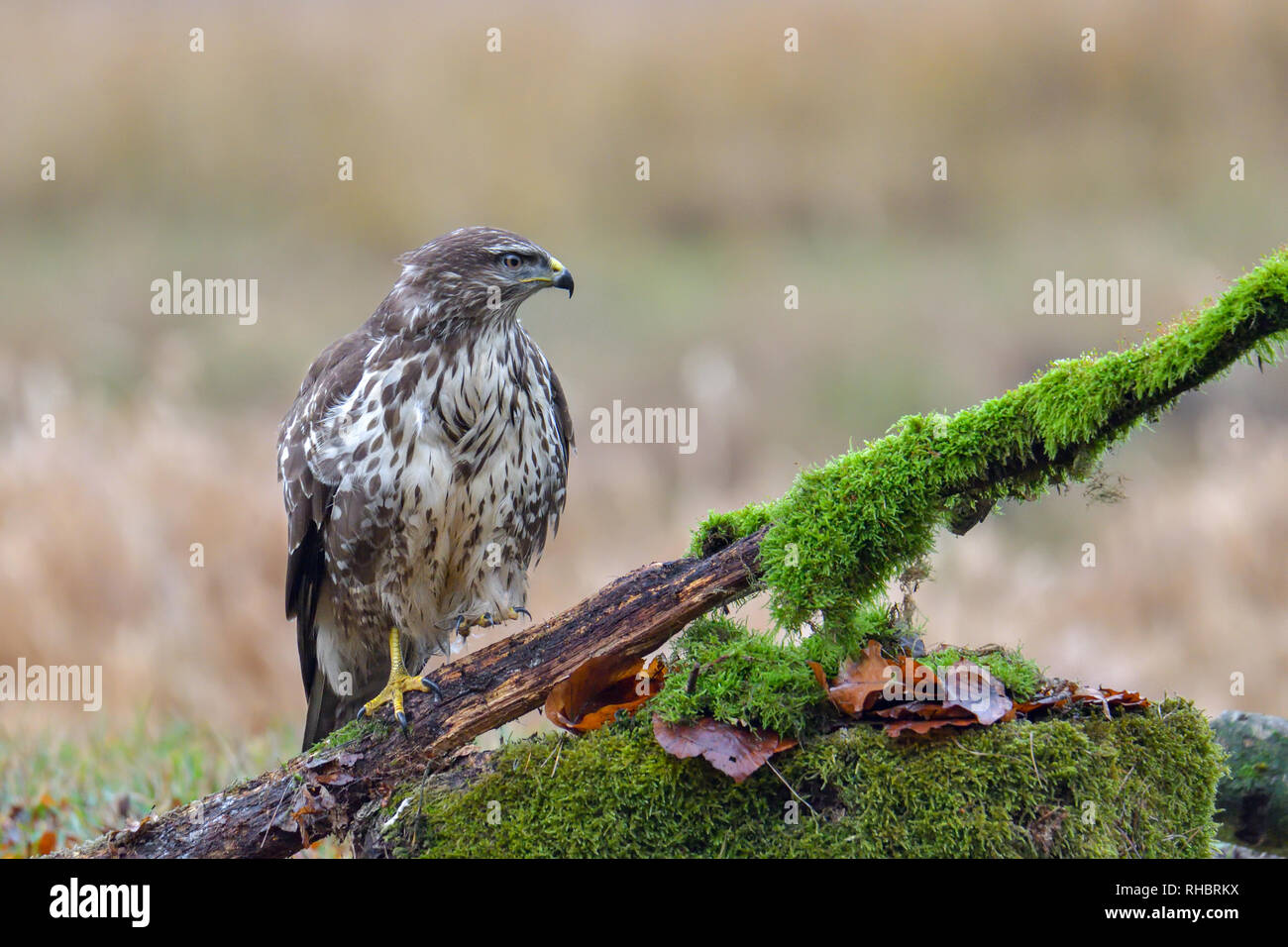 Common buzzard, bird of prey Stock Photo