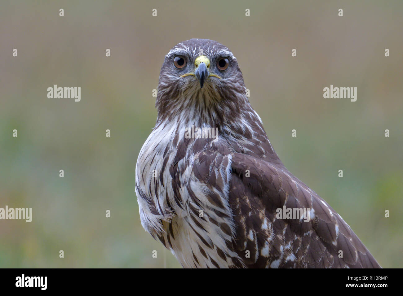 Common buzzard, bird of prey Stock Photo