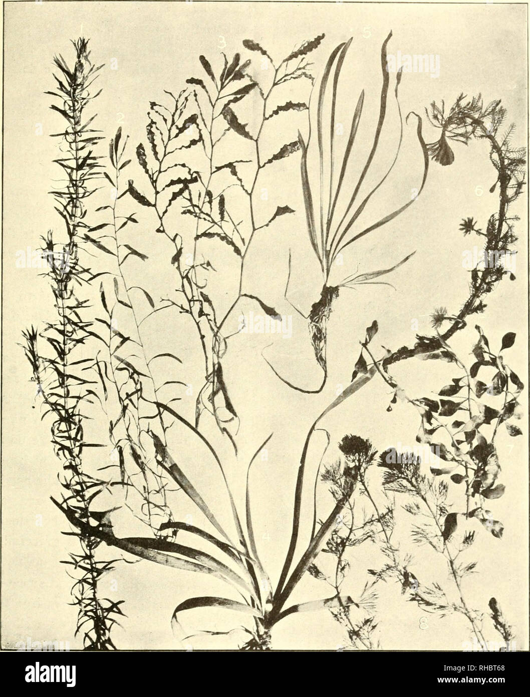 . The book of water gardening;. Aquatic plants. [from old catalog]. THE BOOK OF WATER GARDENING. EIGHT DESIRABLE WATER PLANTS I. Anacharis Canadensis. 2. Potamogeton natans. narrow^ leaved. 3. Potamogeton crispus. 4. Sagittaria Sinensis (Giant Sagittaria). 5. Sagittaria natans. 6. Myriophyllum proserpinacoides. 7. Ludvigia Mulertii. 8. Cabomba Caroliniana [III]. Please note that these images are extracted from scanned page images that may have been digitally enhanced for readability - coloration and appearance of these illustrations may not perfectly resemble the original work.. Bisset, Peter Stock Photo