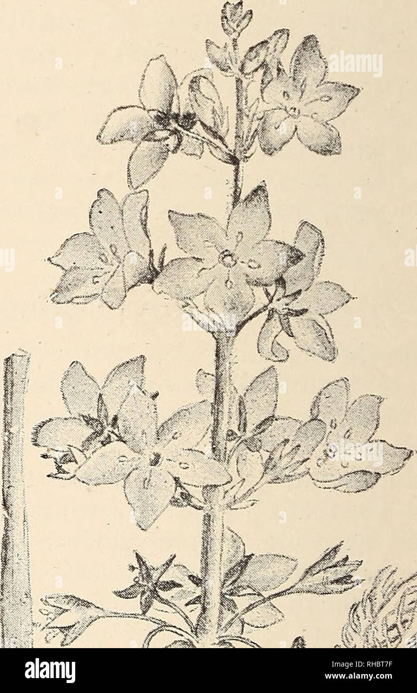 . The Book of gardening; a handbook of horticulture. Gardening; Floriculture. Fig. 582.—Aponogeton distachyon Hawthorn-scented. It prefers a position where there is a gentle current of water, and increases rapidly by means of its tuberous offsets. Brasenia peltata {Hydro- peltis purpurea) (American Water Shield) is a handsome little plant with oval - shaped peltate leaves and small pur- plish-coloured flowers. Elisma natans (Floating Water Plantain) is a rare British plant, of small and neat habit of growth, and bears showy three petalled white flowers. Hottonia palustris (Water Violet) (Fig.  Stock Photo