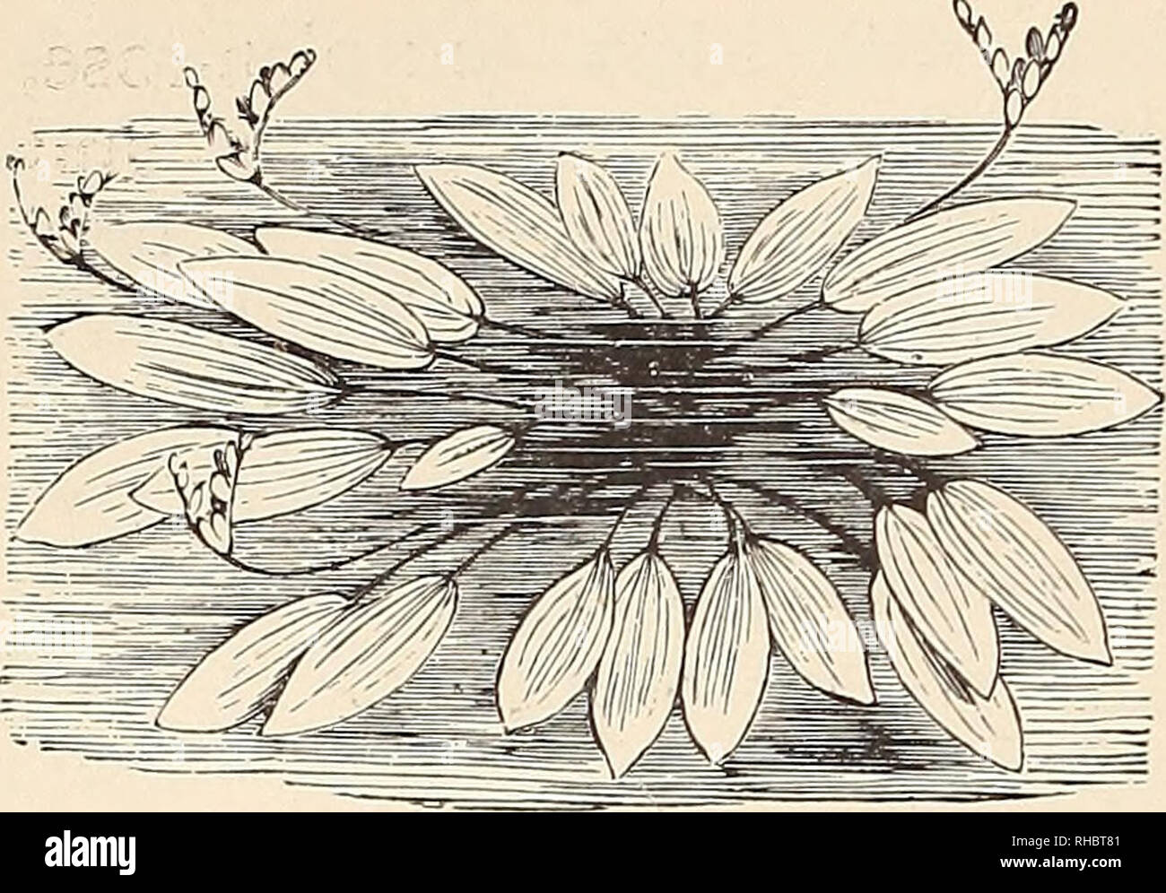 . The Book of gardening; a handbook of horticulture. Gardening; Floriculture. 882 THE BOOK OF GARDENING.. Fig. 582.—Aponogeton distachyon Hawthorn-scented. It prefers a position where there is a gentle current of water, and increases rapidly by means of its tuberous offsets. Brasenia peltata {Hydro- peltis purpurea) (American Water Shield) is a handsome little plant with oval - shaped peltate leaves and small pur- plish-coloured flowers. Elisma natans (Floating Water Plantain) is a rare British plant, of small and neat habit of growth, and bears showy three petalled white flowers. Hottonia pal Stock Photo