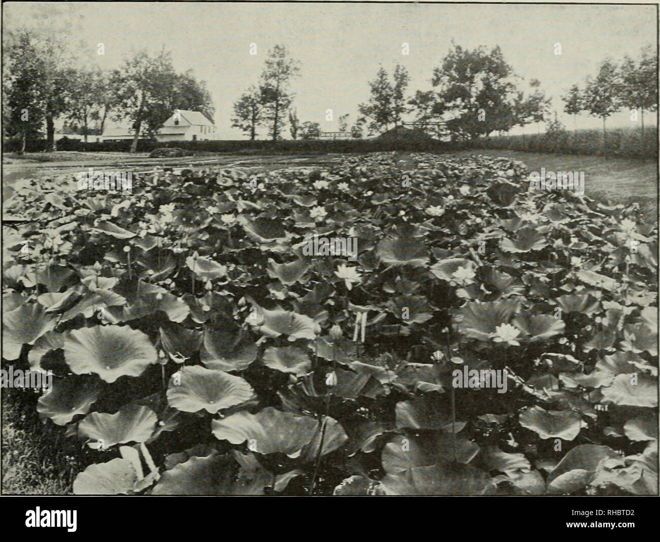 The Book Of Water Gardening Giving In Full Detail All The