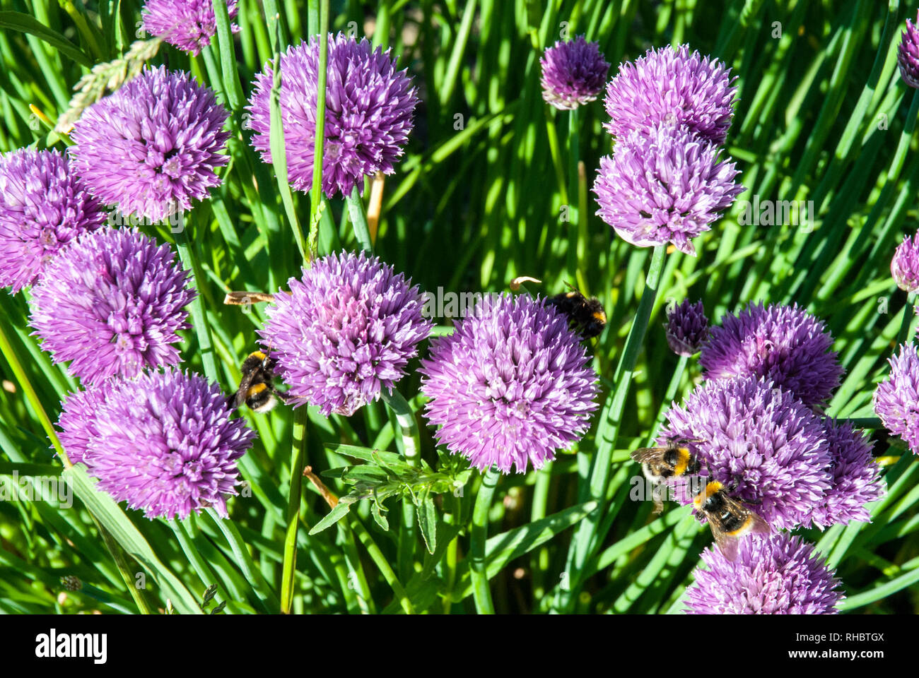 White tailed bumble bees gather nectar from bright purple chive flowers, allium schoenoprasum, in early summer sunshine. Stock Photo