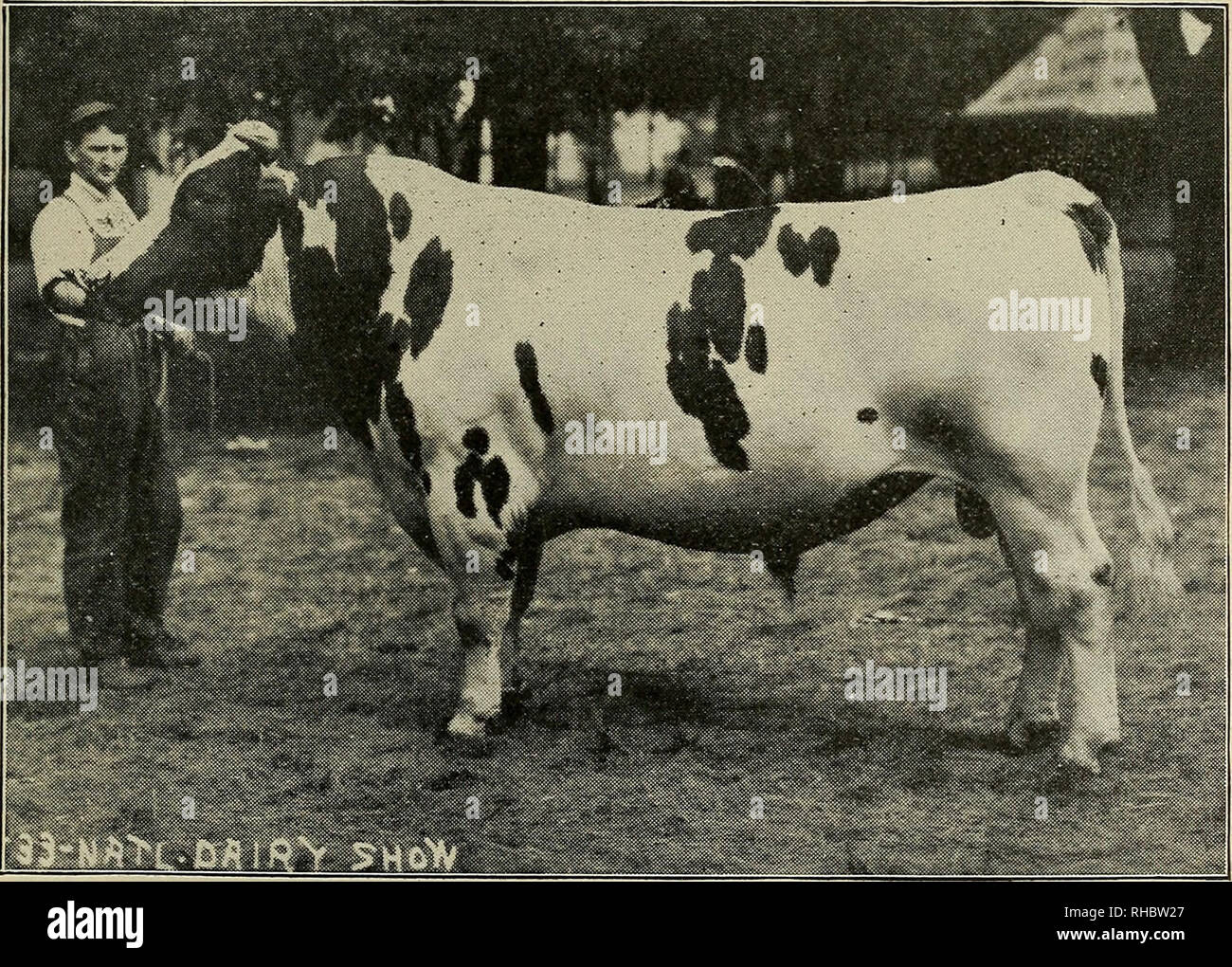 Holstein Bull Stock Photos Holstein Bull Stock Images Page 4