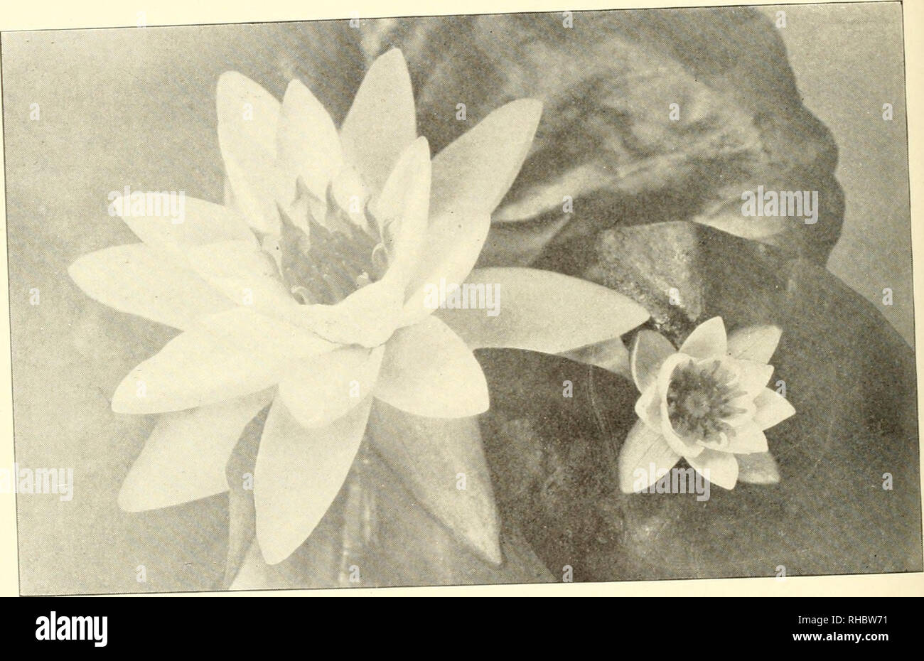 . The book of water gardening;. Aquatic plants. [from old catalog]. THE BOOK OF WATER GARDENING very lar.e. The plant blooms freely. This yariety shows s.gns ot tuberosa Tar â a^e hr its leaves and growth. The leaves are dark green, the leaf stalk bdl&quot; st-ped brown as in Xyn,ph- tuberosa. The plant is also ntcUned to push the leaves above the water. r i i â i â ^a With Nyntph^a Laydekeri rosea we come to a distinct class of hybr.ds. ra. d by M. Latour-Marliac. of Ten,ple-snr-Lc.. France, who has giv.n us ntany eauU^ ful and interesting hybrid water lilies. This lily is of the fornt ot Xjm Stock Photo