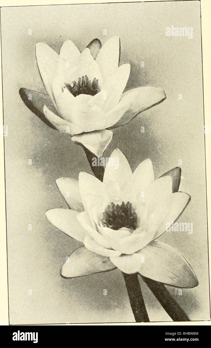 . The book of water gardening;. Aquatic plants. [from old catalog]. THE BOOK OF WATER GARDENING growth, with large leaves which are purpUsh red in the young state changing to deep green. This is one of the choicest water lilies. In Nymph^a Marliacea carnea we have a lily similar to the last named m flower, leaf and growth of plant. The color is a soft flesh pink, deeper toward the. NYMPHAEA MARLIACEA ALBIDA center of the flower. The bloom exhales a sweet vanilla fragrance. The plant is very free flowering. Nymphjea Marliacea chromatella has charming canary yellow flowers, from four to six inch Stock Photo