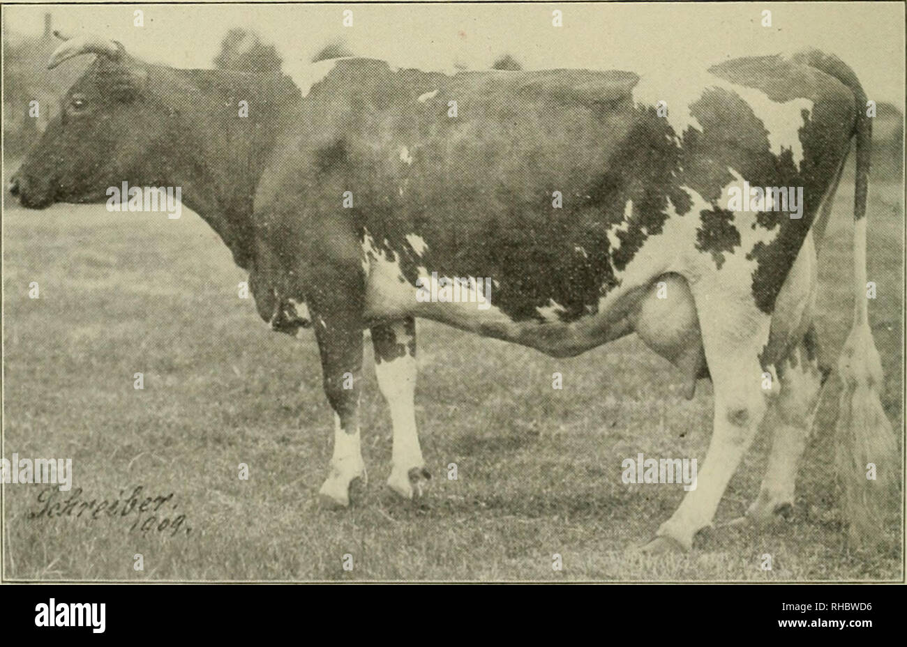 . The book of live stock champions. Livestock. BUZETTA—FRENCH DRAFT MARE. Foaled March. 1901: weight, 1,985 pounds. First-prize three-year-old, also champion and grand champion, French Draft Class. Louisiana Purchase Exposition. 1904. Owned by Ed. Hodgson, of El Paso, Illinois. Bred by C. W. Hurt, of Arrowsmith, Illinois.. ITCHEN DAISY. 3d—CI' FRXSEY COW. At four years and seven months sin- produced in one year 13,636 pounds milk. .&quot;..24 per cent, fat, equivalent to 714.10 pounds butter-fat. Owned by Lang- water Farms, North Easton, Mass., F. L. Ames, Proprietor.. Please note that these i Stock Photo