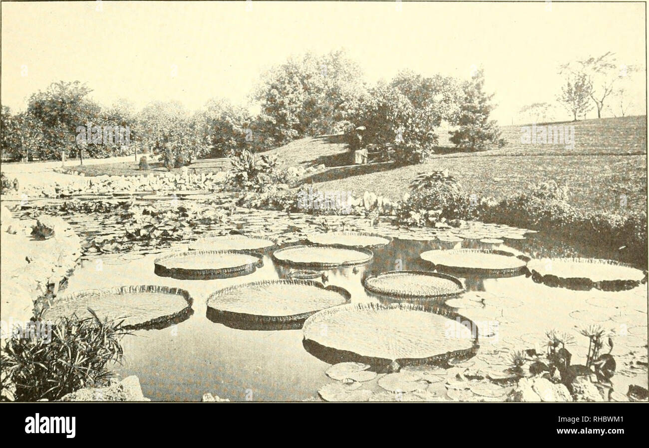 . The book of water gardening;. Aquatic plants. [from old catalog]. THE BOOK OF WATER GARDENING pond should be covered with six inches of concrete, mixed the same as that for the walls, and well rammed. After the whole is completed in the rough and all soil adhering to the sides removed, a one inch coating of cement and sand should be put on the walls and bottom, composed of one part Portland cement to three parts finely screened sand, mixed with water, and applied with a smoothing trowel, to give a perfectly smooth surface.. VICTORIA REGIA IN LINCOLN PARK, CHICAGO. ILL. Jatural Ponds So far  Stock Photo