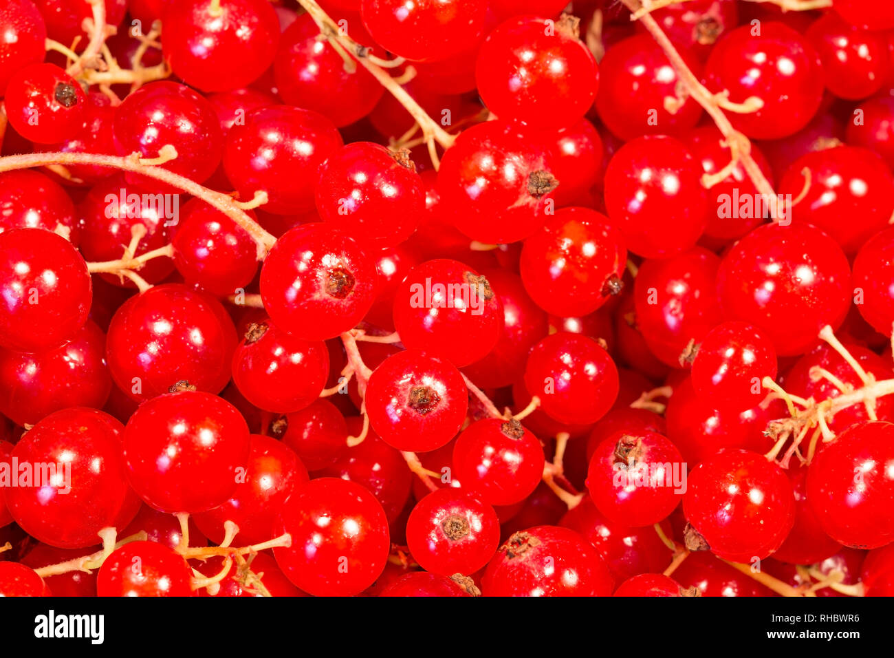 Red ripe currant close up Stock Photo