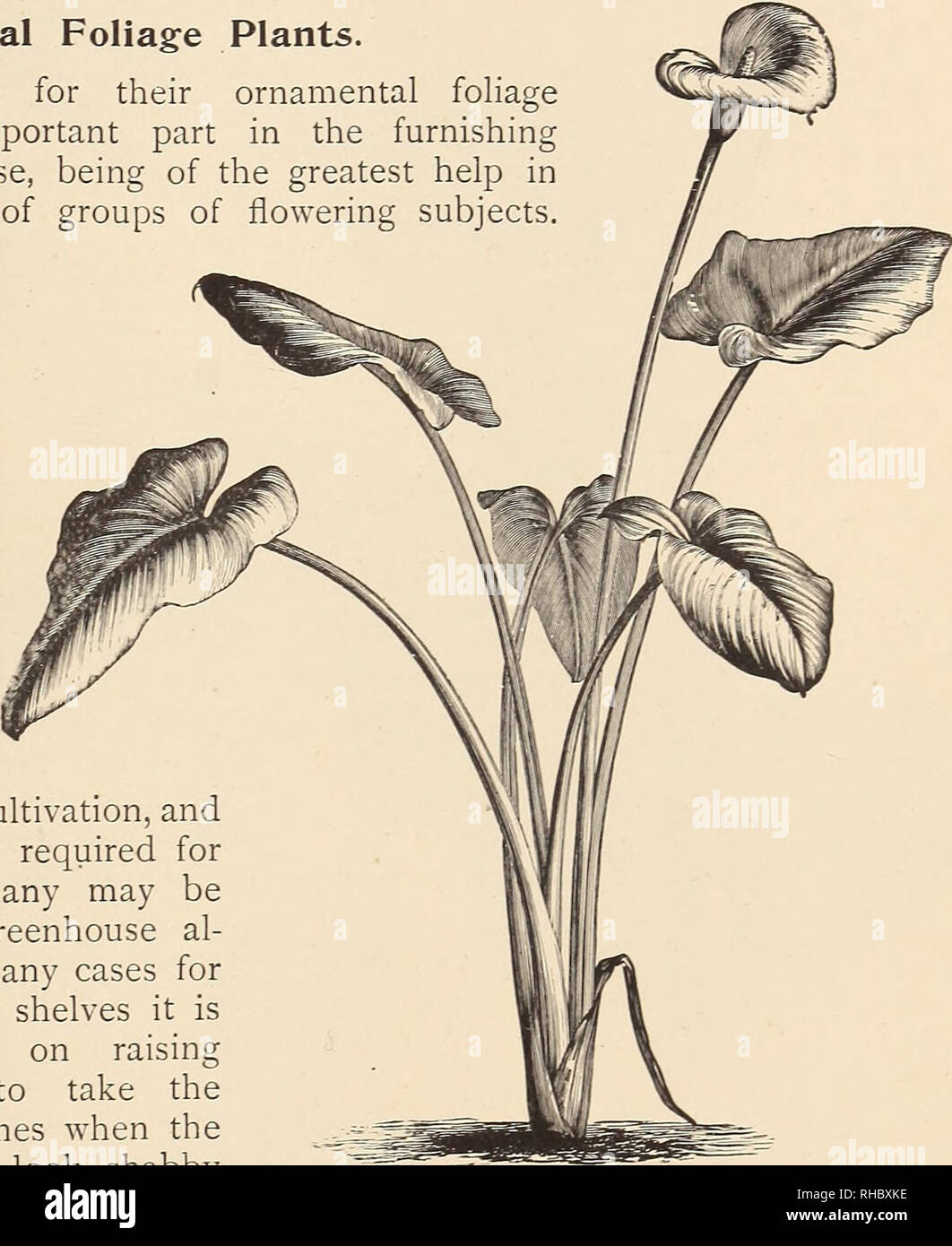 . The Book of gardening; a handbook of horticulture. Gardening; Floriculture. ox GREENHOUSE PLANTS. 747 Vallota purpurea (Scarborough Lily) somewhat resembles a Hippeastrum, and should receive similar treatment. Raise from offsets, and grow in sandy loam, peat, and leaf-soil. Keep dry in the cool pit in winter, grow warm in summer after flowering, and then partially dry off in early autumn. The flowers are scarlet. Veltheimia viridifolia is a useful bulb, flowering in spring. Propagate by offsets. At the time of potting in autumn grow in loam, leaf-soil, and sand, in a cool pit or in frames. R Stock Photo