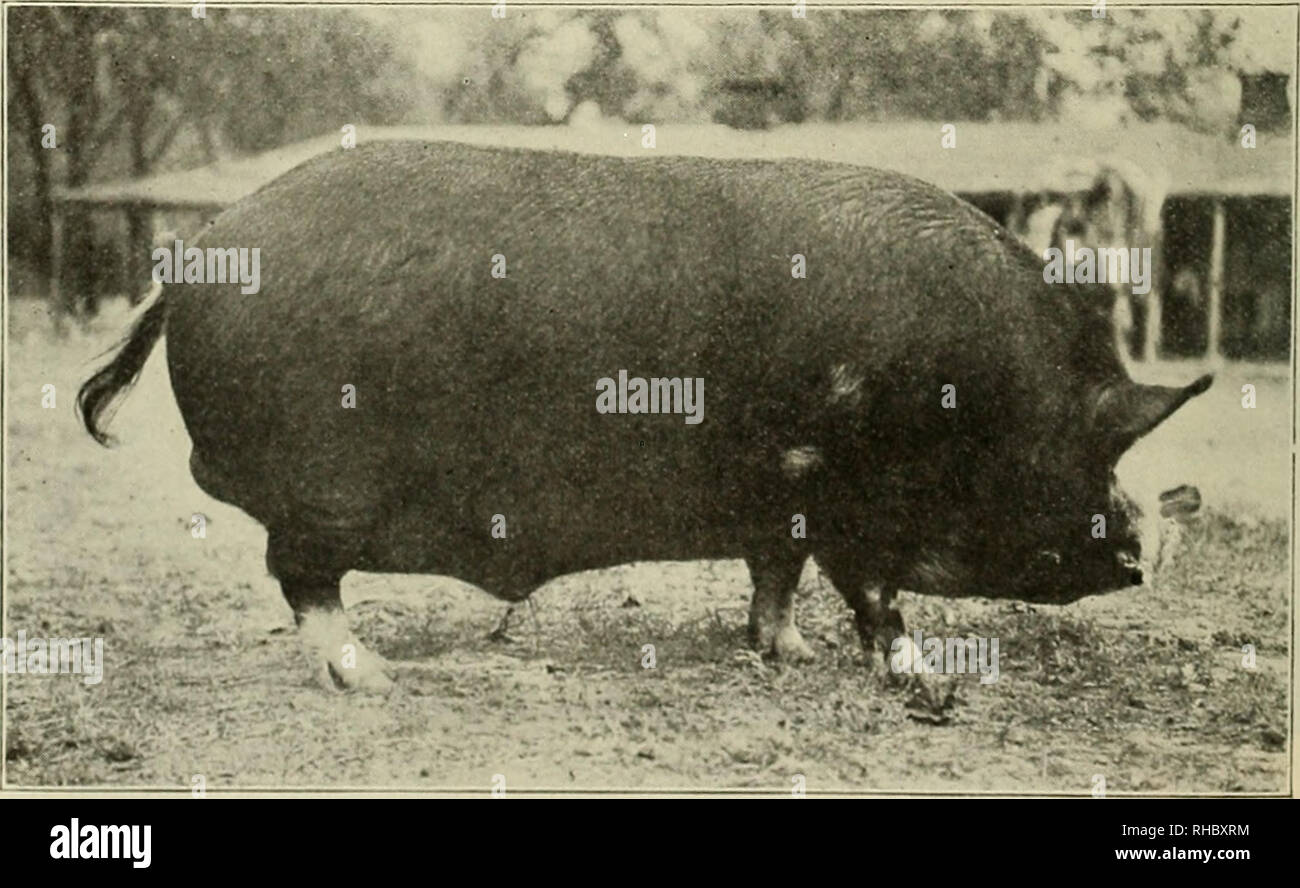 . The book of live stock champions. Livestock. REX DENMARK, JR.—BLACK ...