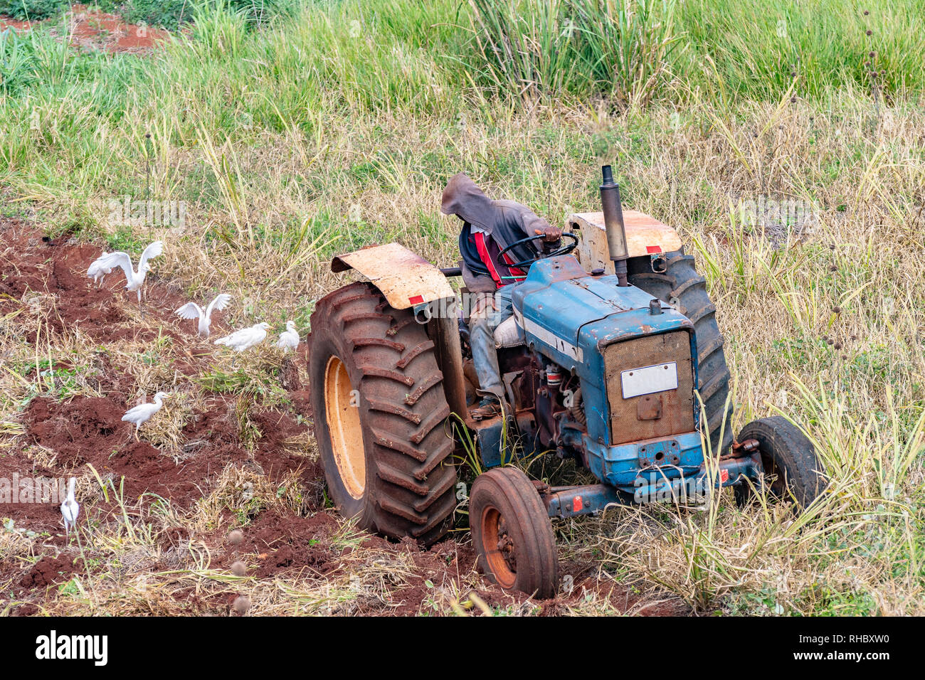 Black Jamaican male Farm worker plows countryside field in Saint
