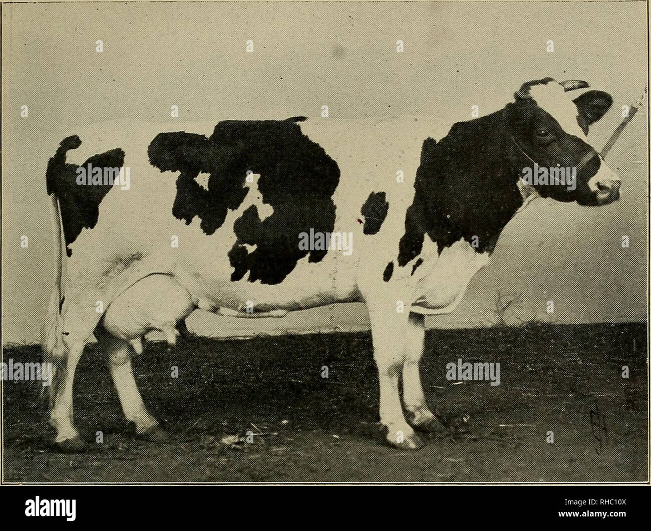 . The book of live stock champions. Livestock. THE BOOK OF LIVE STOCK CHAMPIONS. 161. PARTHENA HENGERVELD — HOLSTEIN COW. First-prize and champion cow at the Iowa, Minnesota, Wisconsin and Illinois State Fairs in 100 7 and 1909. Exhibited by W. B. Barney &amp; Sons, Chapin, Iowa.. Please note that these images are extracted from scanned page images that may have been digitally enhanced for readability - coloration and appearance of these illustrations may not perfectly resemble the original work.. Hale, Philip Henry. [from old catalog]. St. Louis, Mo. , P. H. Hale Stock Photo