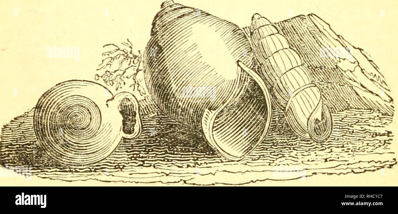 . The book of shells : containing the classes Mollusca, Conchifera, Cirrhipeda, Annulata, and Crustacea. Mollusks; Shells. 40 CLASS MOLLUSCA. The Horx-shaped Planorbis, {Planorbis corneus.) The Platiorbis, although differing in form from the Lvmnsea, possesses tb.e same habits, and is found in the same localities. The jelly-like substance which is fre- quently found, in the Spring of the year, attached to water-cresses and other aquatic plants, and which is con- sidered by many to be of a poisonous nature, and looked on as the spawn of toads, is merely the covering of the ova of this and other Stock Photo