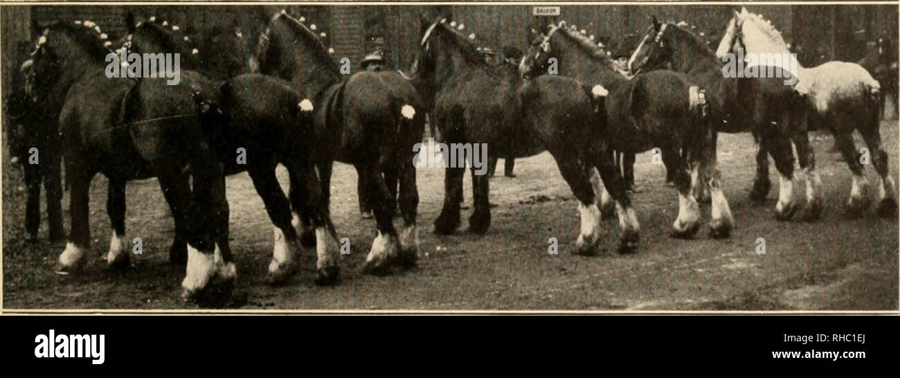 . The book of live stock champions. Livestock. THE BOOK OF I.IVK STOCK CHAMPIONS. 239 Name Df Clianipion. Page. PKINCESS HANDSOME — Clydesdale mare 42 PRINCESS OF MONTEREY — Angora goat 52 PROTECTION CHIEF—Chester White boar 216 PRI:DALI.—Tamworth .sow 67 PUTNAM LAD, 2d—Cheviot ram 127 QUEEN ESTHER—Essex sow 217 QUEEN OF BEAUTY -Shorthorn cow...101 QUEENLY—llerefonl cow 29 RAMBOUILLF/r SHKEP—Prize ewe 85 RAKE BEAUTY—Shorthorn heifer 123 RED DANISH COW — I'rize winner 142 RENDLESHAM AI&gt;BERT—Suffolk stal- lion 66 REX DENMARK. JR.—Saddle stallion. ..120 REX McDonald—saddle stallion 67 ROBERT  Stock Photo