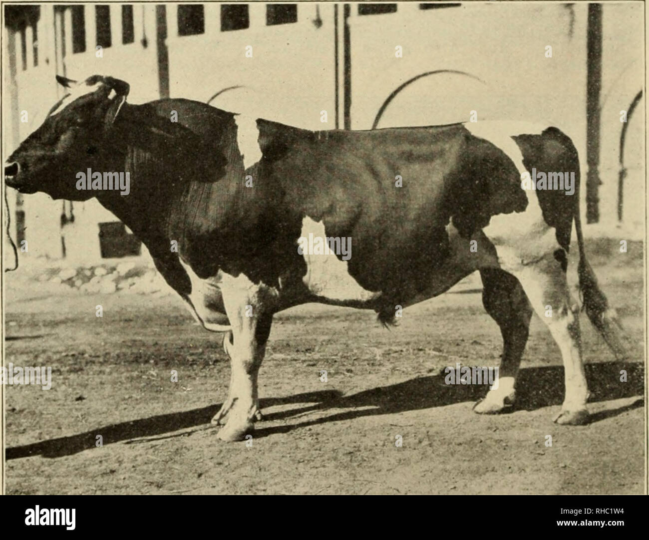 . The book of live stock champions, being an artistic souvenir supplement of the monthly National Farmer and Stock Grower. Livestock. FANNIE DH^LARD, 2:03%, BY HAL DILLARl). Held the world's record of fastest heat paced in a race by a mare.. JEWEL OF FARM HOME—HOLSTEIN BULL. Eight years old. Exhibited by W. B. Barney &amp; Co., of Hampton, Iowa. Chami)ion at Iowa and Wisconsin State Fairs and grand champion at the Illinois State Fair, 1905.. Please note that these images are extracted from scanned page images that may have been digitally enhanced for readability - coloration and appearance of  Stock Photo