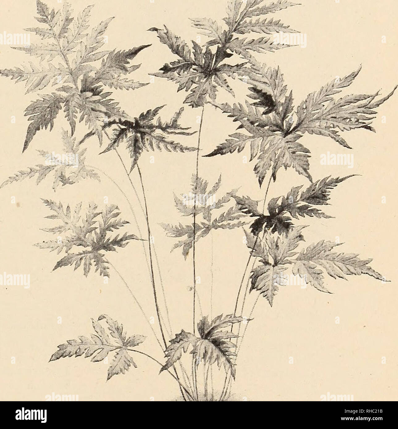 . The Book of gardening; a handbook of horticulture. Gardening; Floriculture. ON FERNS. 5^3 Polypodium lingua. 1. corymbifera. Paradiseae.&quot;^ jPhegopteris. piloselloides. pustulatum. repens.* Schneideri.'^ Polypodium Swartzii.* vaccinifolium.* verrucosum.* fvulgare and varieties. Polystichum capense. Pteris moluccana.&quot;^ scaberula. Trichomanes, most of the known sorts. Woodwardia angustifolia. sporadocarpum.* sub-auriculatum (Fig. 341).* sub-petiolatum.* Those marked * reqitire stove temperature ; those marked -j- are perfectly hardy. Schizaea, all known sorts.* Taenitis, all known sor Stock Photo