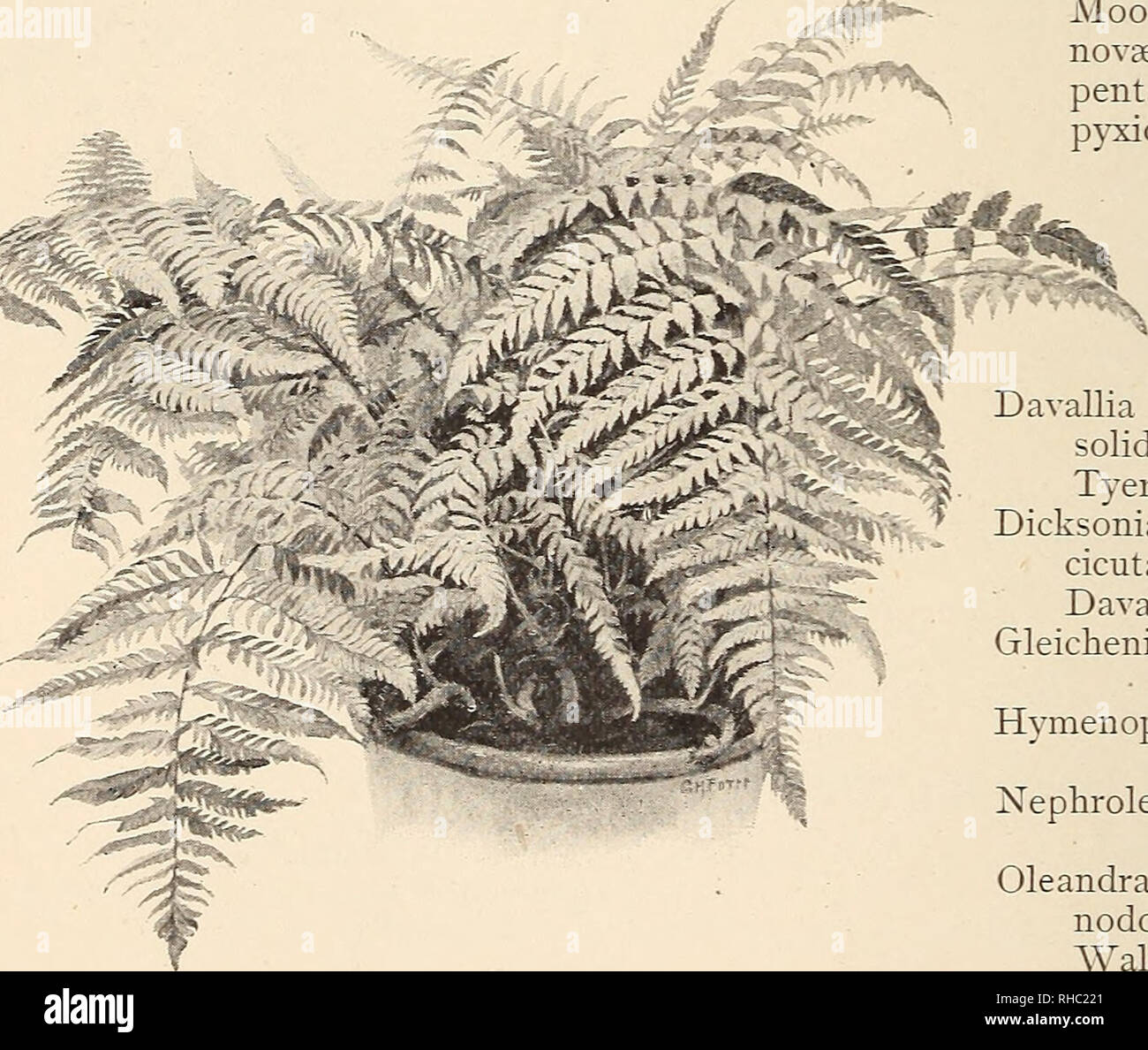 . The Book of gardening; a handbook of horticulture. Gardening; Floriculture. 562 THE BOOK OF GARDENING. Nephrolepis acuta, Polypodium lachnopus. Bausei. Paradisae. cordifolia. â¢ sub-auriculatum (Fig. 341). davallioides.* sub-petiolatum. d. furcans.* vermcosum.* Duffii.* Pteris moluccana.* exaltata. Woodwardia orientalis. pluma. radicans. Polypodium, appendiculatum. r. cristata. Those marked * require stove tejnperature. Ferns of Climbing Habit. Lygodium dichotomum.* Lygodium scandens (Fig. 337). japonicum. venustum.* palmatum. volubile.* pinnatifidum.* Those marked * require stove temperatur Stock Photo