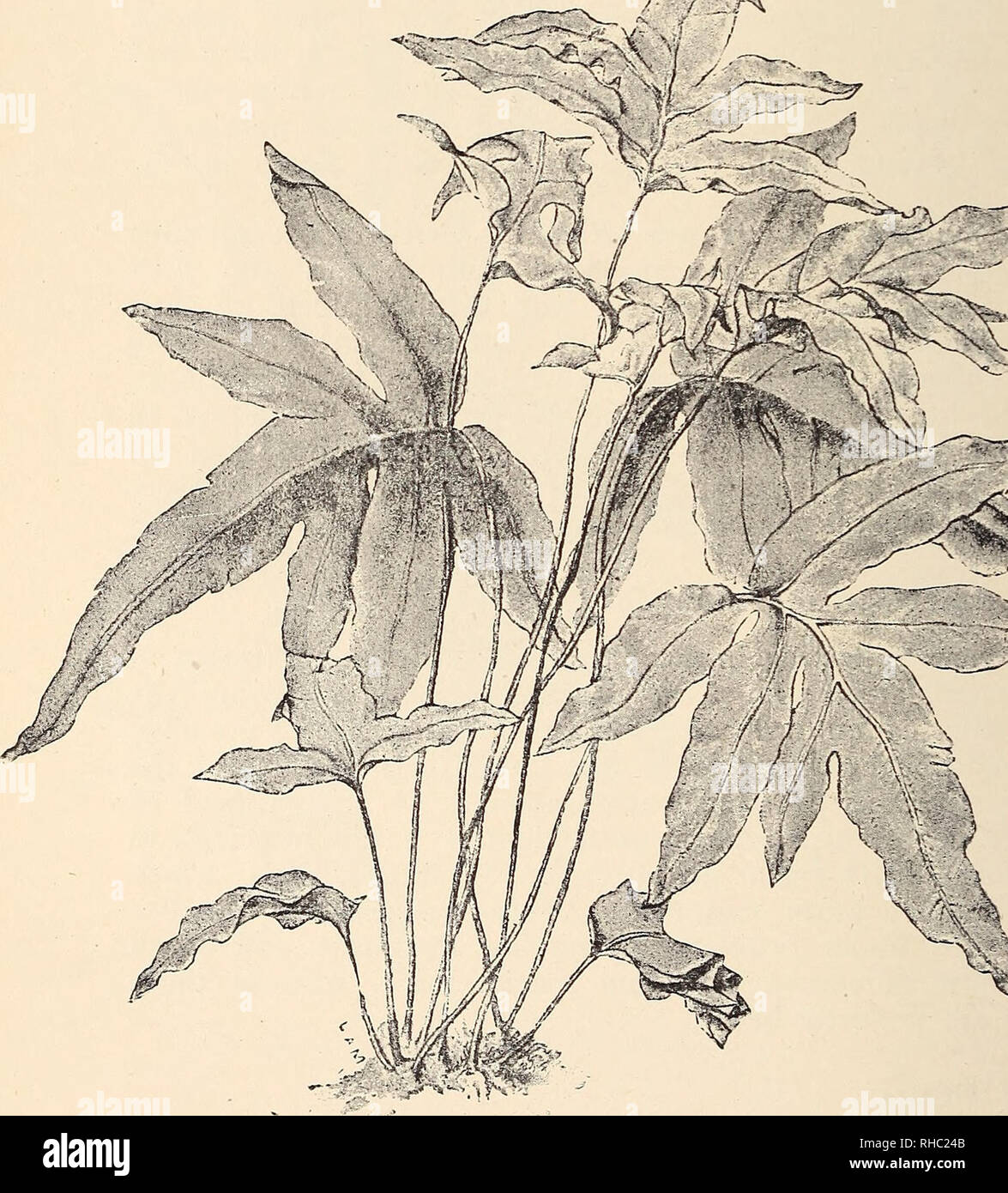 . The Book of gardening; a handbook of horticulture. Gardening; Floriculture. 558 THE BOOK OF GARDENING. Dicksonia antarctica. Barometz. chrysotricha. fibrosa, regalis.* Schiedei.* Dicksonia squarrosa. Hemitelia Smithii. Lomaria cycadoides. discolor. gibba. Those marked * require stove temperature. Gigantic Non=arborescent Ferns. Acrostichum aureum.* Angiopteris evecta.* cervinum. Aspidium capense. scandens.* Asplenium longissimum.. Fig. 346.—PoLYPODiuM aureum. Adiantum cardiochlaenum.* tenerum.* trapeziforme (Fig. 332). Asplenium Nidus.* Blechnum brasiliense. Davallia divaricata.*. Please not Stock Photo