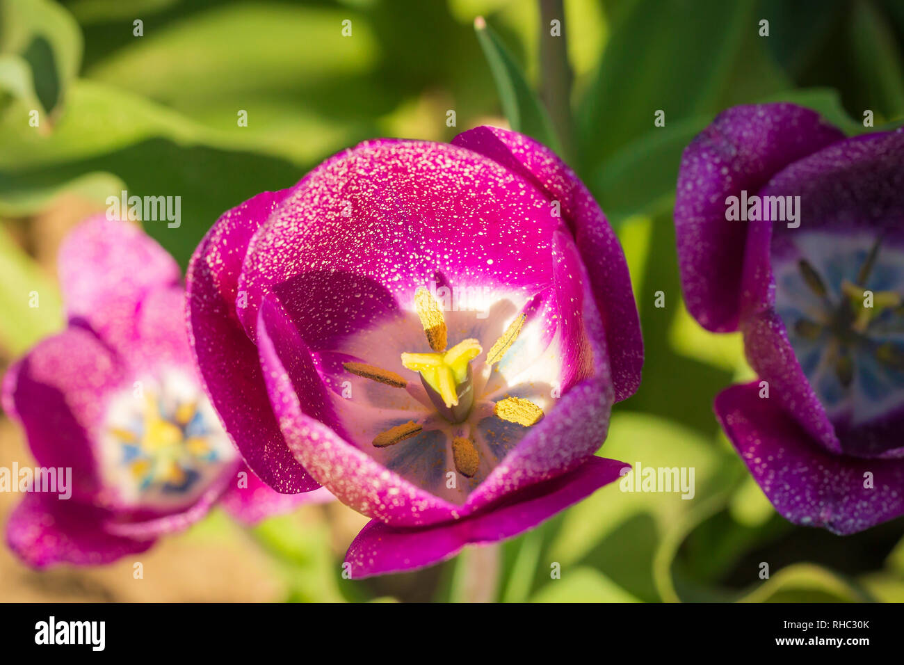 Opened blooming purple Dutch tulip top view growing in a flower field Holland Stock Photo