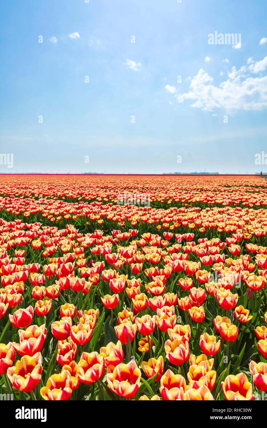 Colorful Dutch tulips in a flower field and a windmill in Holland under ...