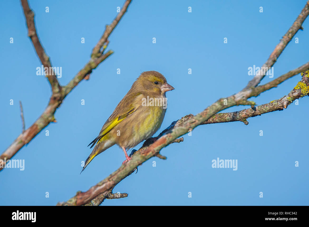 Female European greenfinch (Chloris chloris) bird perched on a branch. Clear blue sky background. Stock Photo