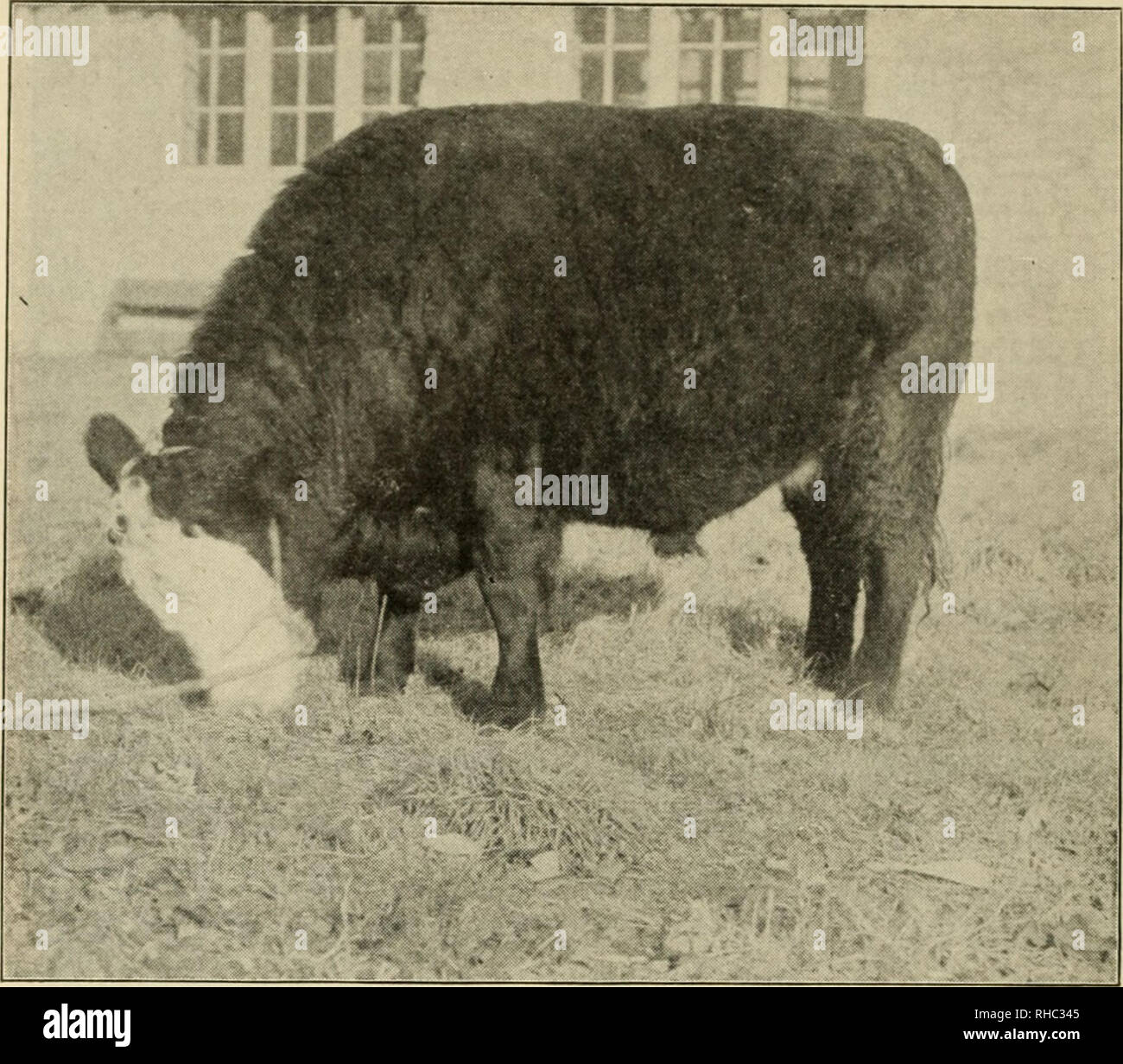 The book of live stock champions, being an artistic souvenir supplement of  the monthly National Farmer and Stock Grower. Livestock. 148 THE BOOK OF  LIVE STOCK CHAMPIONS,. DESERTER—A CROSS-BRED STEER. Champion