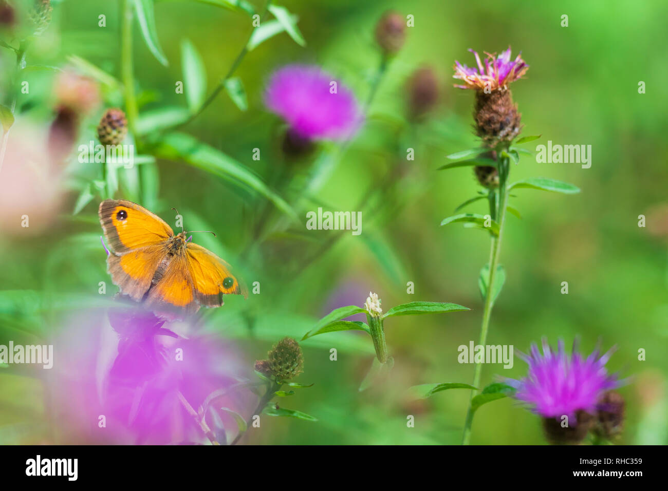 The gatekeeper butterfly, Pyronia tithonus, feeding. Dreamlike setting with small focus depth Stock Photo