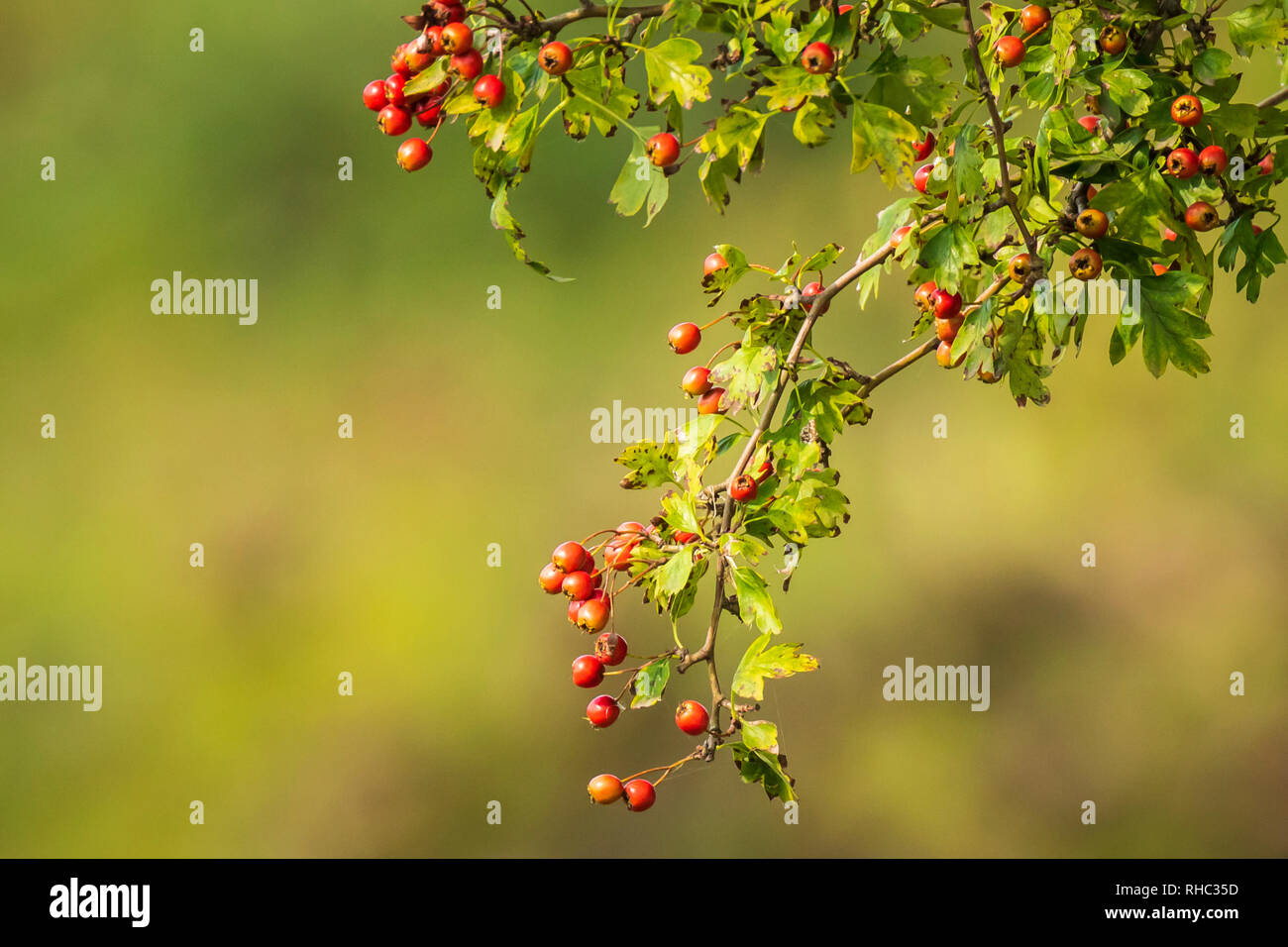 Orange fruit berries of a Sorbus aucuparia tree, commonly called rowan and mountain-ash. Blooming in bright sunlight during Autumn. Stock Photo