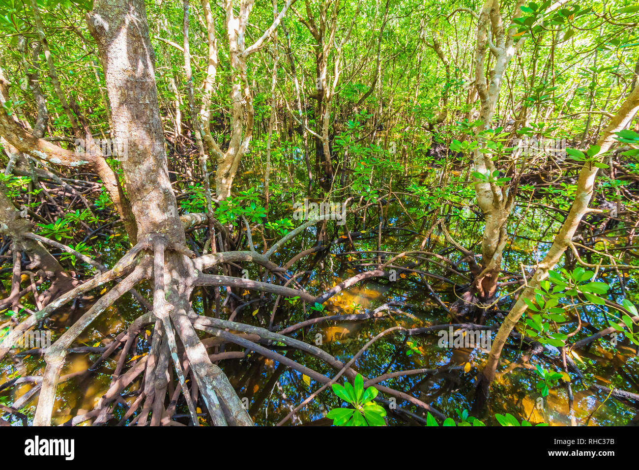 Zanzibar flora and fauna hi-res stock photography and images - Alamy