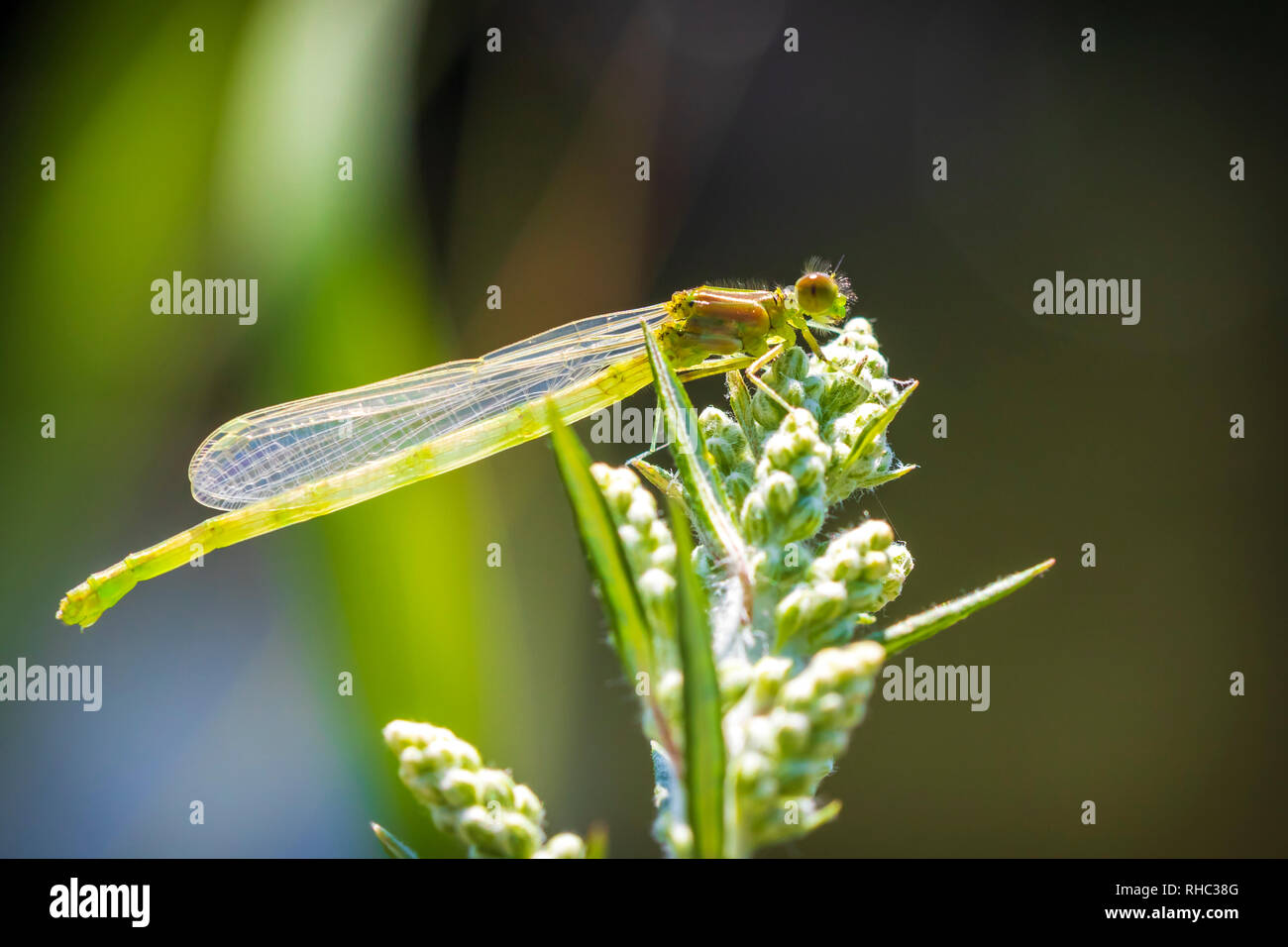 Closeup of a small red-eyed damselfly Erythromma viridulum just emerged from the nymph stage. A blue specie with red eyes. Stock Photo