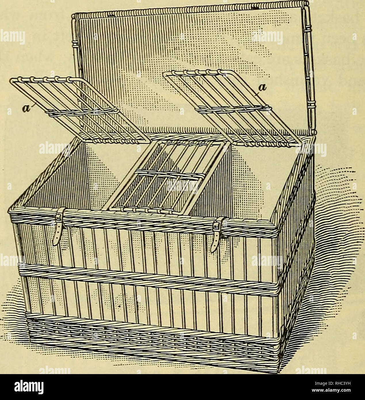 . The book of poultry. Poultry. 168 STANDARD-BRED POULTRY MANAGEMENT § 3 Fig. 7. Fine-woven baskets are also used for pigeons. The basket shown in Fig. 6 is divided into four compartments a, each of which is 12 inches long, 9 inches wide, and 12 inches deep. The outside measurements of the basket are: 38| inches long, 14| inches wide at the top, and 13 inches wide at the bot- tom, and 14^ inches deep. Each of the compartments has a separate lid a under the main lid of the basket and can be opened independently of the main Hd, in order that the fowls may be removed one at a time without danger  Stock Photo