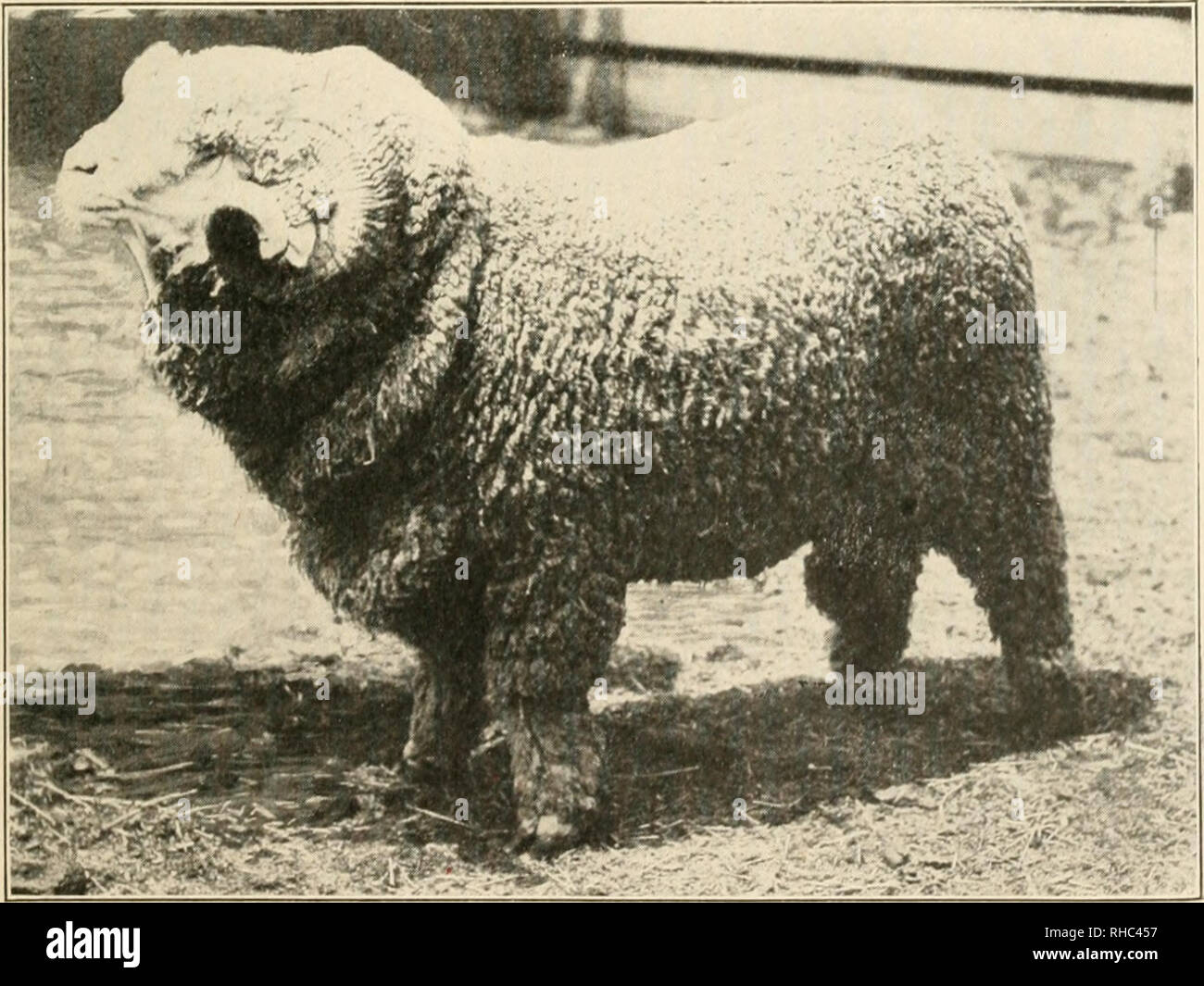 Rambouillet Sheep High Resolution Stock Photography And Images Alamy