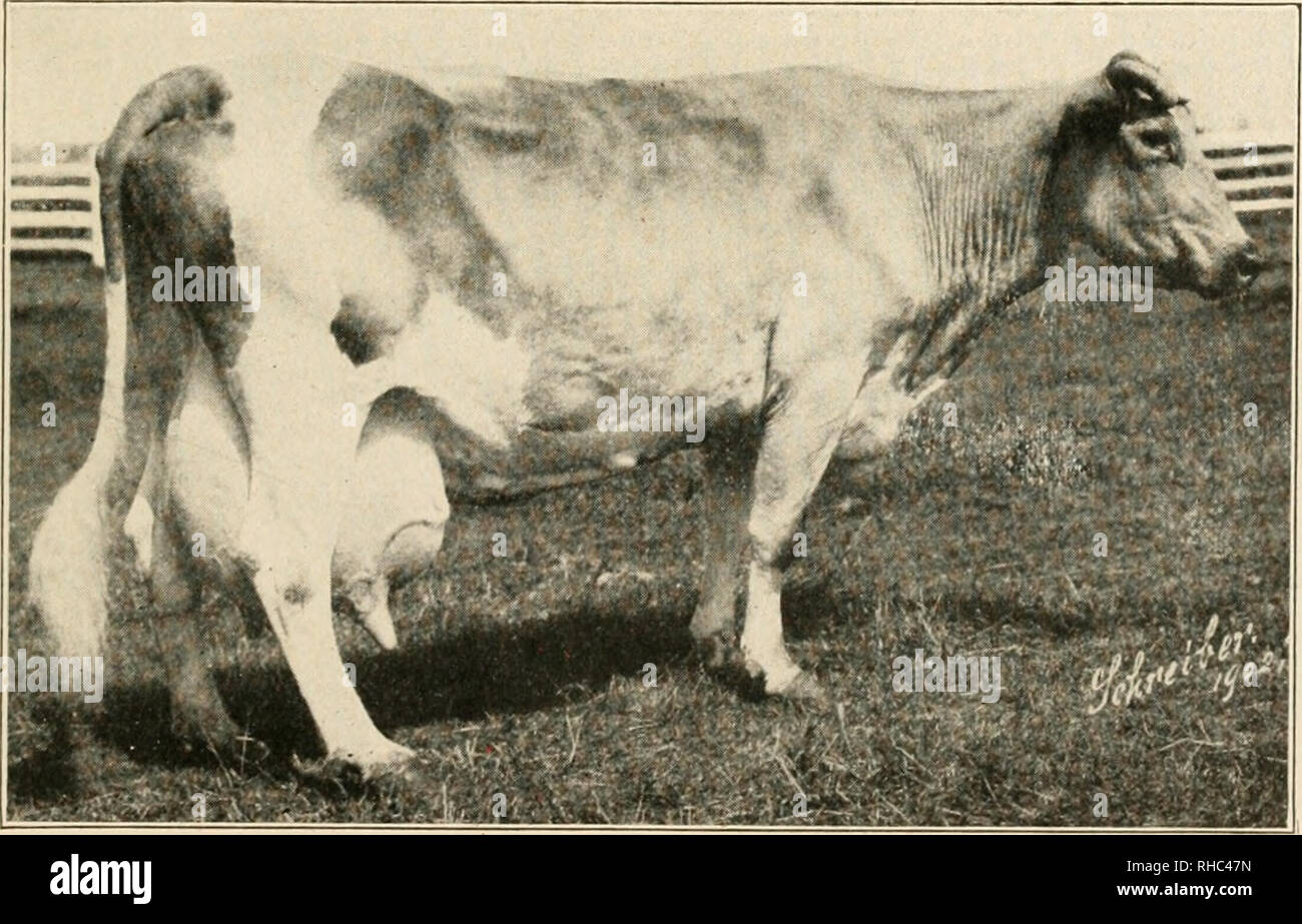 . The book of live stock champions. Livestock. A VICTORIA HORSE—DR. SELWONK. Owned and exhibited by Reginald Vanderbilt. First-prize winner at Piiiladelphia Horse Show, 1905, and a consistent winner wherever shown. DR. SELWONK is 16.1 hands and seven years old.. CROSS-BRED COW—HOLSTEIN AND GUERNSEY GRADE. Repre- senting great usefulness as a dairy cow. Milked thirty-five quarts of milk in a day. Owned by Mr. E. T. Price, of Broad Axe, Pa.. Please note that these images are extracted from scanned page images that may have been digitally enhanced for readability - coloration and appearance of th Stock Photo