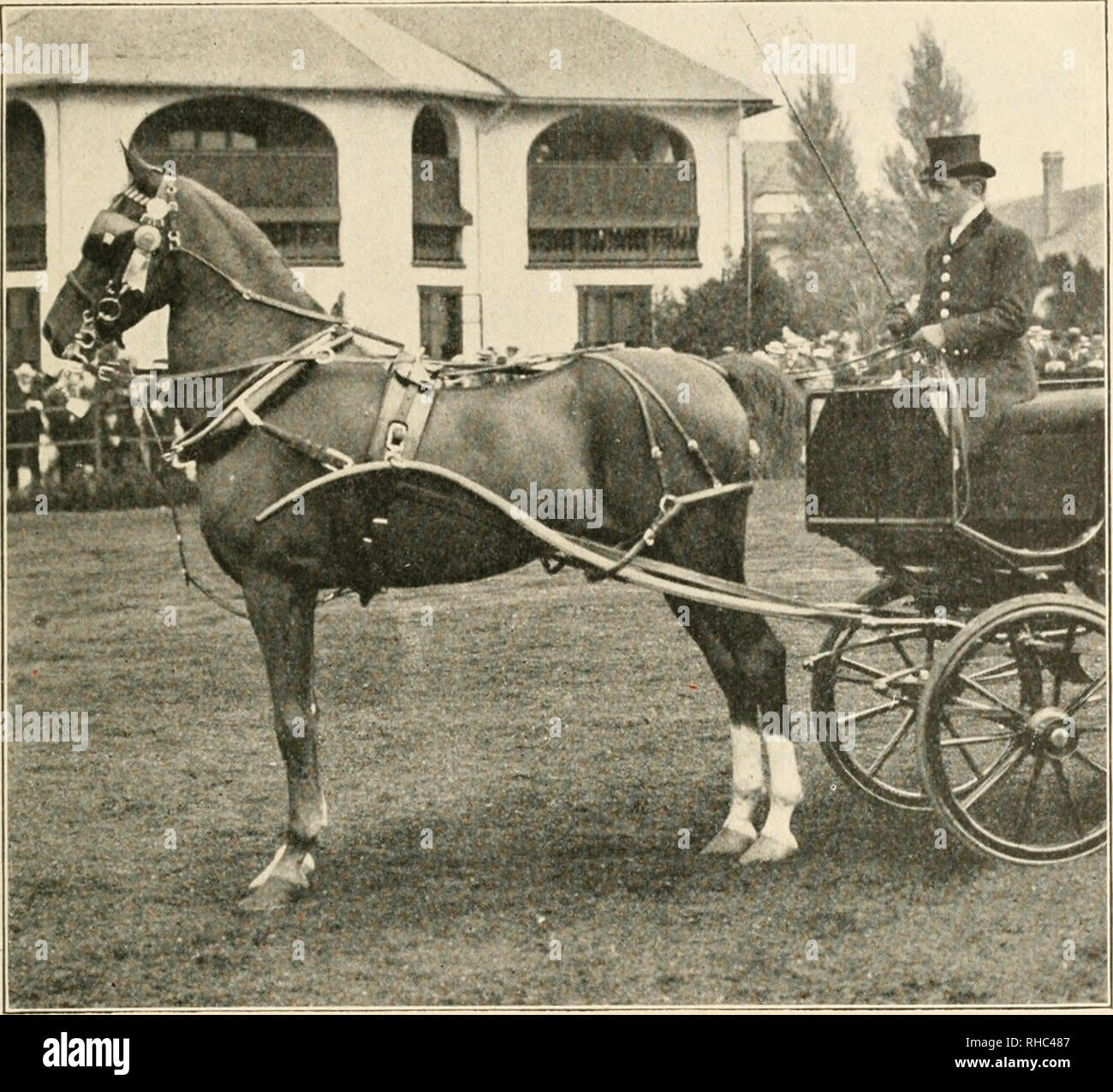Reginald vanderbilt hi-res stock photography and images - Alamy