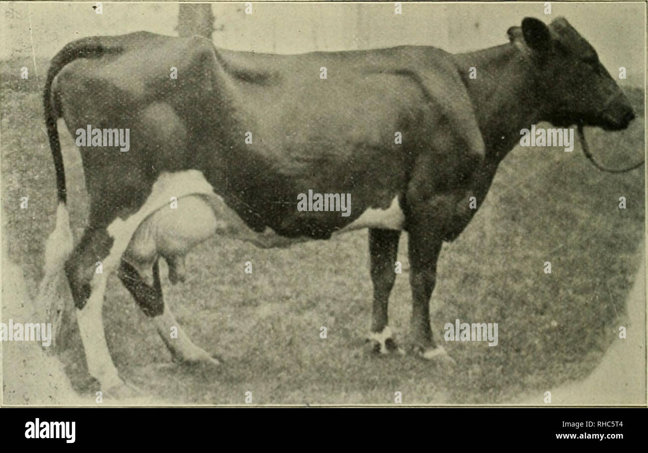 . The book of live stock champions. Livestock. HEAVIEST STEER OX RECORD—Winner of Gold Medal at