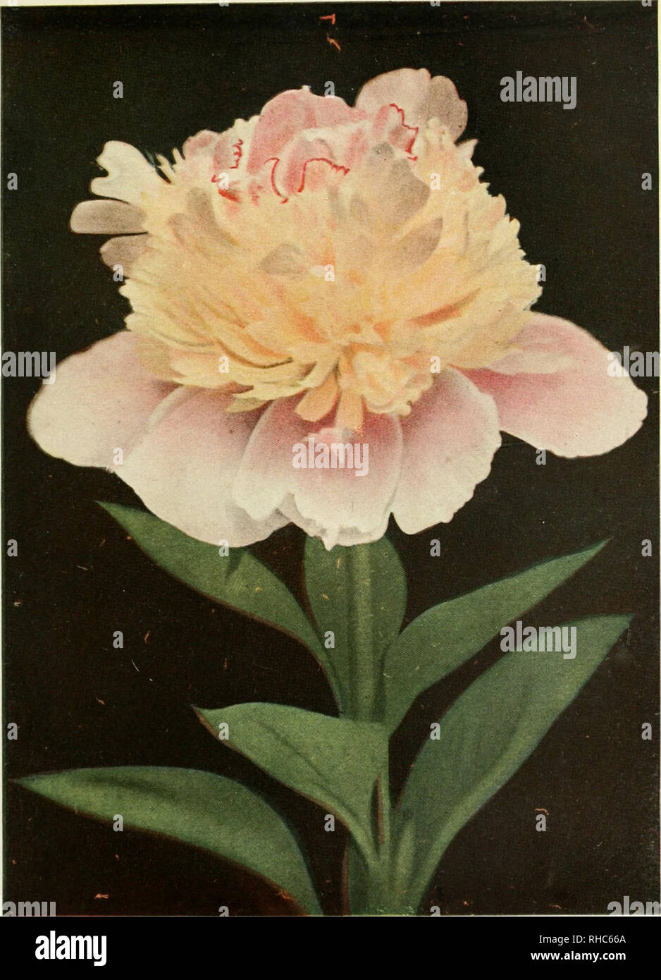 . The book of the peony. . MADAME DE VATRY (Guerin, 1853) Crown type. An inexpensive peony of great beauty. Please note that these images are extracted from scanned page images that may have been digitally enhanced for readability - coloration and appearance of these illustrations may not perfectly resemble the original work.. Harding, Alice. Philadelphia, J. B. Lippincott Stock Photo