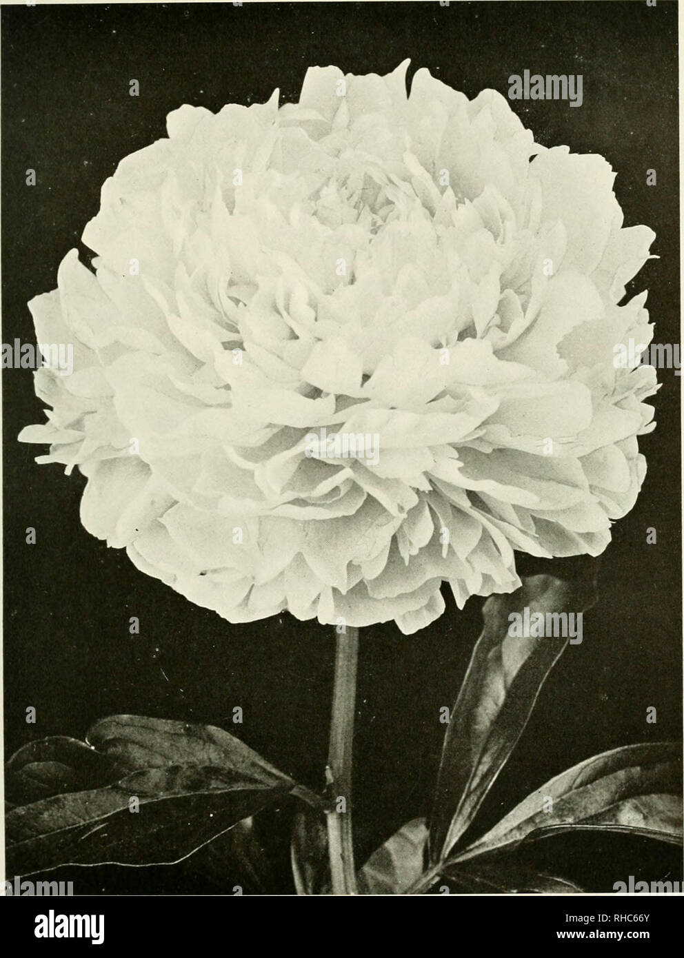 . The book of the peony. . CLAIRE DUBOIS (Crousse, 1880) Rose type. Strong fine flower of deep pink tinged with mauve. Please note that these images are extracted from scanned page images that may have been digitally enhanced for readability - coloration and appearance of these illustrations may not perfectly resemble the original work.. Harding, Alice. Philadelphia, J. B. Lippincott Stock Photo
