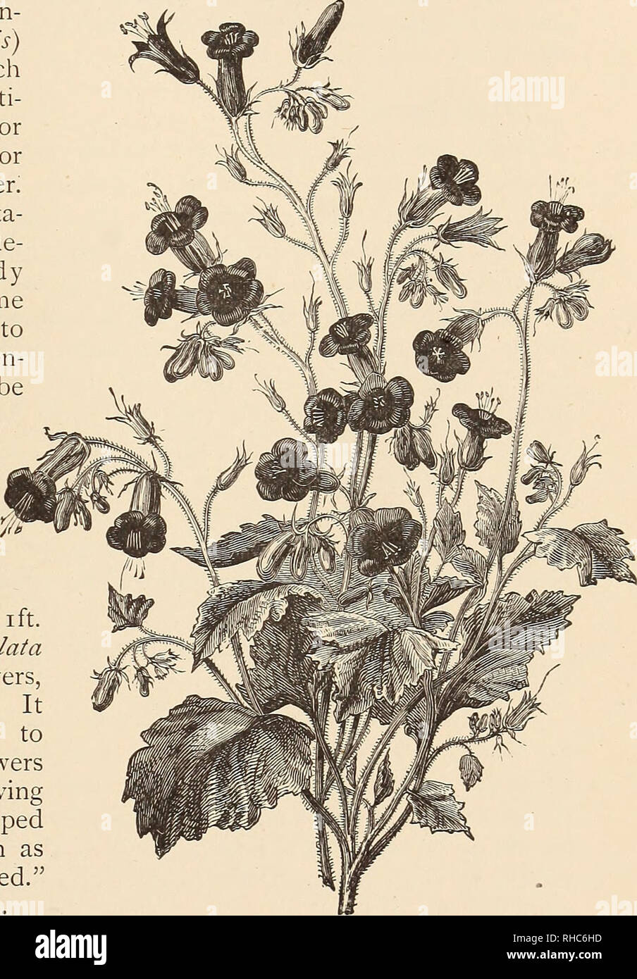 . The Book of gardening; a handbook of horticulture. Gardening; Floriculture. ON ANNUALS AND BIENNIALS. useful for the same purpose, the plants being literally covered ^vith flowers in the sprino- Virginian Stocks.—Malcolmia maritima flowering annual^ easy of culture in any If sown in April, it will flower in June, sowings it may be had in flower from then until September. It grows from 6in. to i2in. high, and has lilac, rose, red, and white flowers. is a well-known free- ordinary garden soil, and by successional ViscARiA (now in- cluded under Lychnis) is a genus which yields several beauti- f Stock Photo
