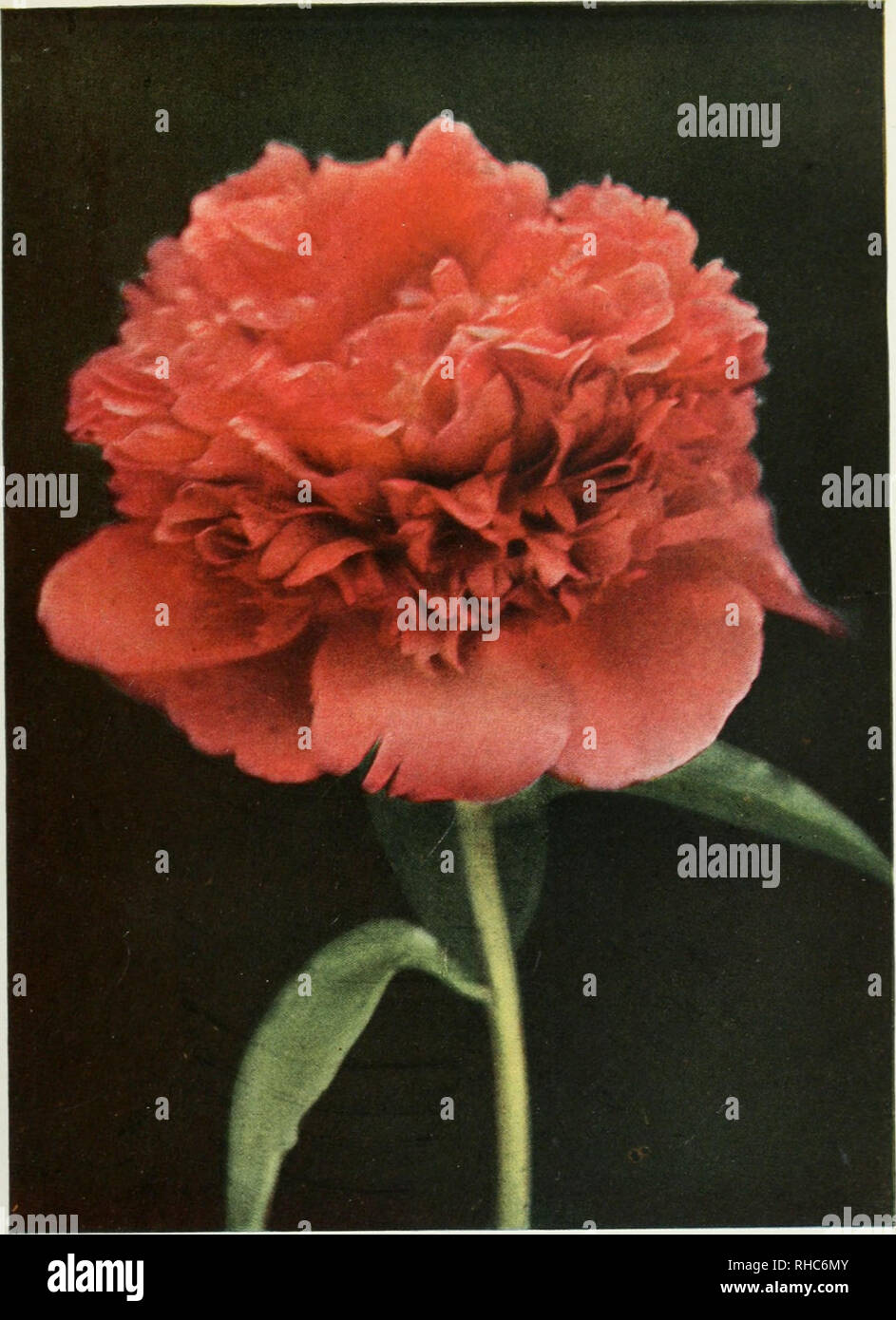 The Book Of The Peony Peonies Felix Crousse Crousse 1881 Bomb Type A Brilliant Flower Of Good Form Which Blooms Freely Please Note That These Images Are Extracted From Scanned Page