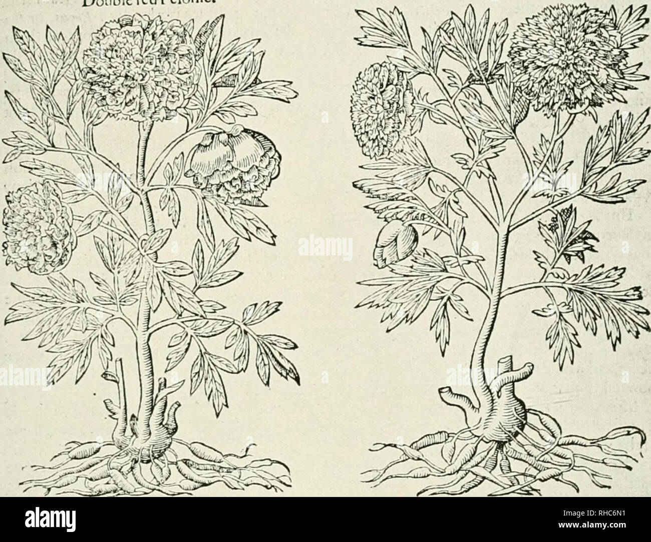 . The book of the peony. HISTORIE OF PLANTS. 831 4 Thercisfoundanorherrortofthedo.bIcPcionicnotd,fFcringfron,thcp^^^^^^ lcaucs,orrootcs: this plant bringethroorthwh.ceQowcrswheremconri(tetluhed.ftcrencc. 3 Tteon'm fcrmina mult if Ux Double red Ptioiiie. 4 raoniaf(rmhiii polyanthusflorCMlba, Tliedouble white Pcionife.. L, ^Thcdtfcriptlon. There is another kinde of Peionie (called o DoIokh-m Pnonin famina altera, but of Pena Ttontt Promijcu.i fennetitra: m Enghfh Maiden or VirginePcionic ) that is like vnto the common tcmalc Peionic,(auing that iiis Icaiies and flowers are inuch Iraaller, and t Stock Photo