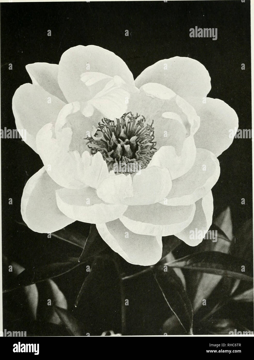 . The book of the peony. Peonies. MARIE JACQUIN (Verdier) Semi-double type. A glossy white peony frequently called &quot;Water Lily&quot;. Please note that these images are extracted from scanned page images that may have been digitally enhanced for readability - coloration and appearance of these illustrations may not perfectly resemble the original work.. Harding, Alice Howard. Philadelphia and London : J. B. Lippincott company Stock Photo