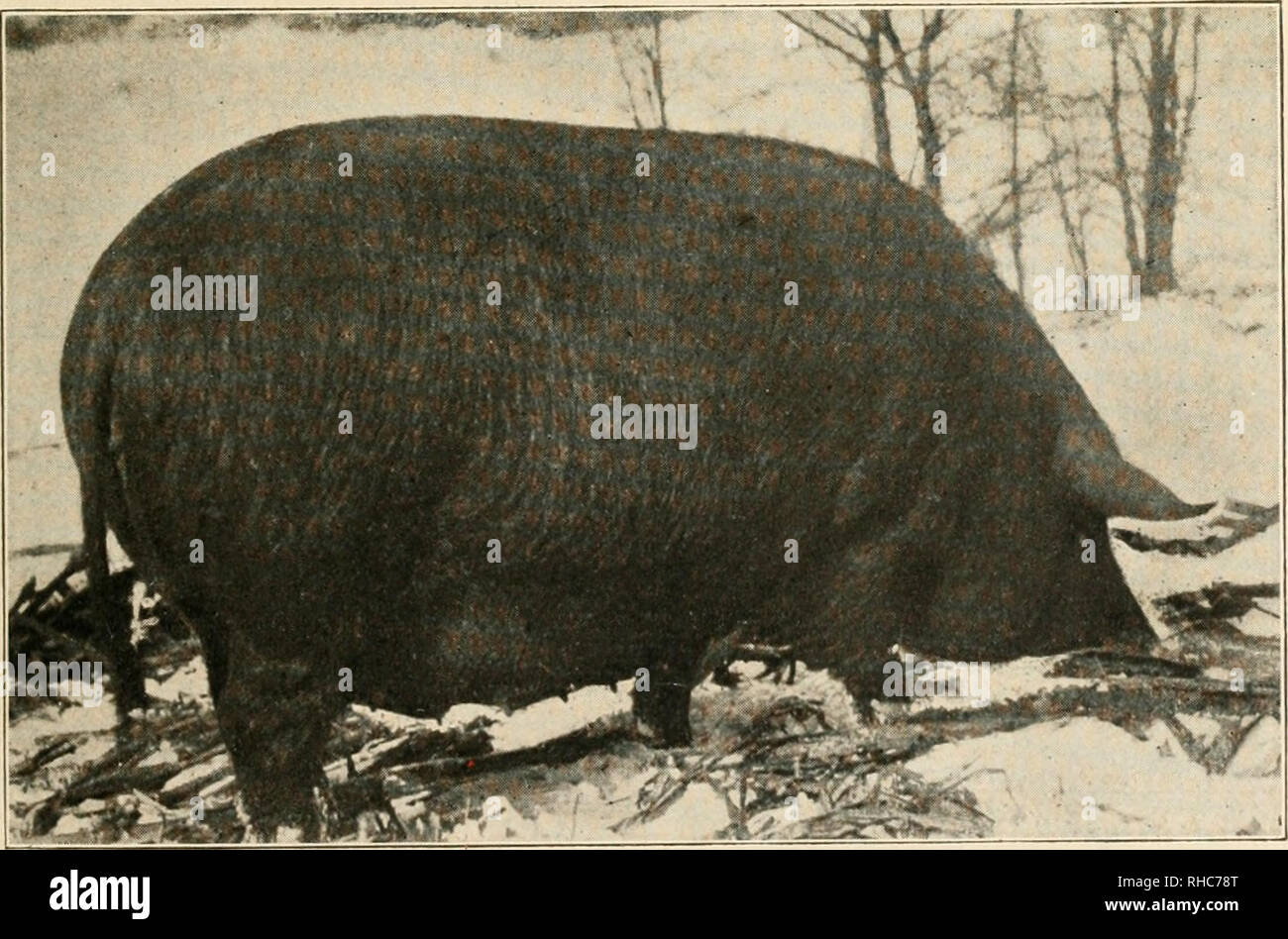 . The book of live stock champions. Livestock. REX McDonald, 833—Black ...
