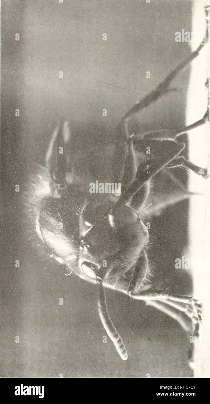 Marian hubbard hires stock photography and images Alamy