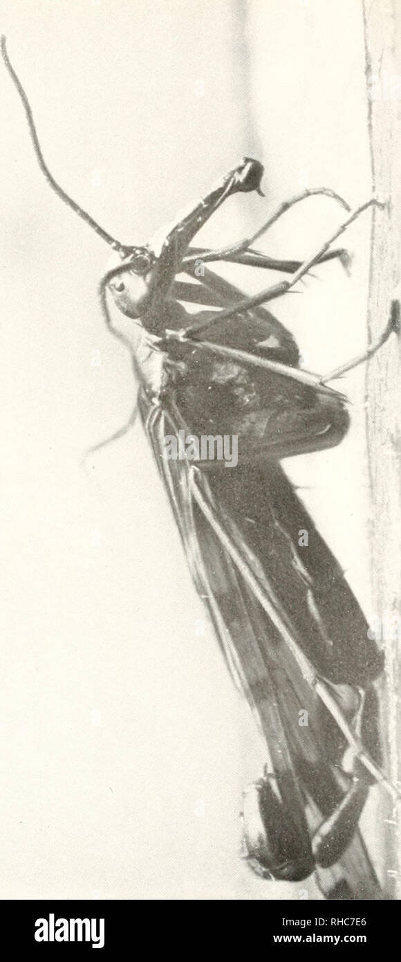 Marian hubbard hires stock photography and images Alamy