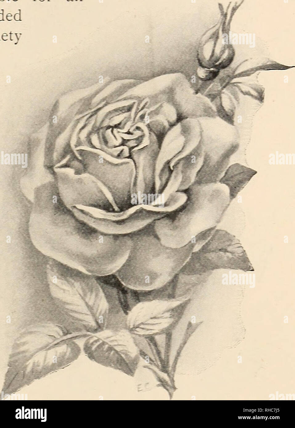 The Book of gardening; a handbook of horticulture. Gardening; Floriculture.  ox ROSES. and sturdy pink : a magnificent variety for all purposes : very  vigorous. Catherine ]Mermet (Fig. 47), soft rose: